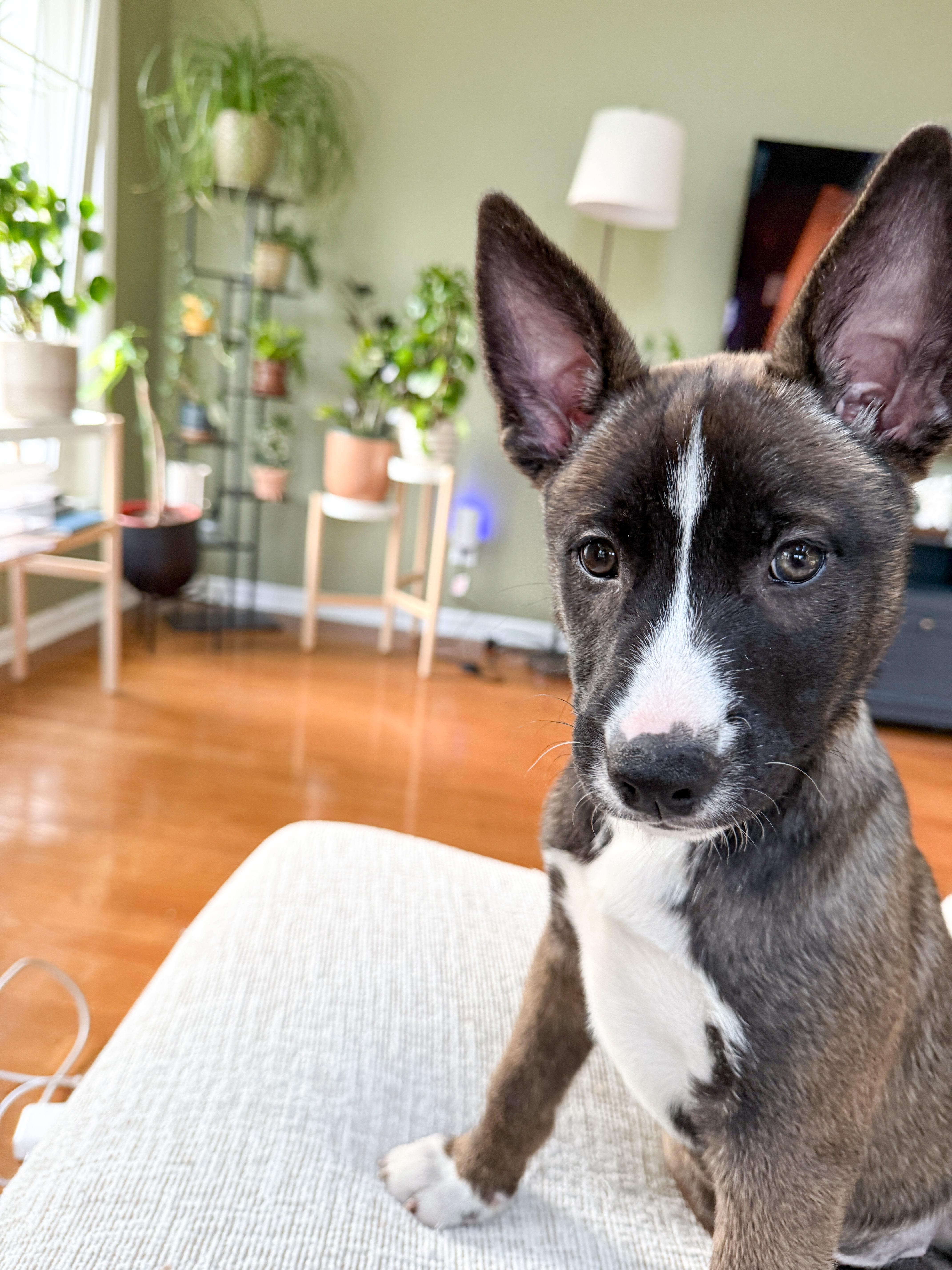 Enlarge Cali, a ADOPTABLE mixed breed in Muskego, WI image 2/5