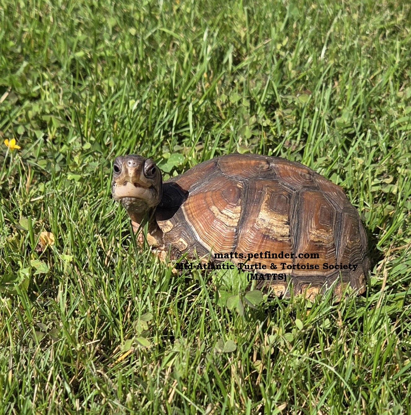 Cinnamon E Box, Adult Female unknown