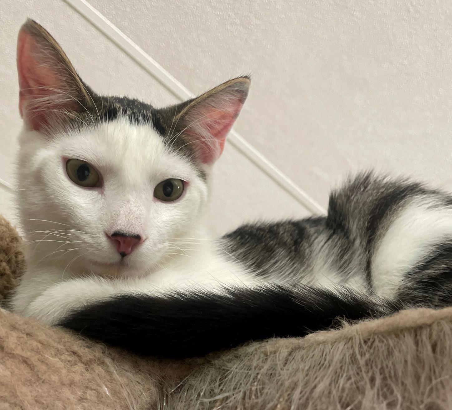 Enlarge Skipper (Bonded w/Lovey), an adopted Domestic Short Hair in Neillsville, WI image 1/6