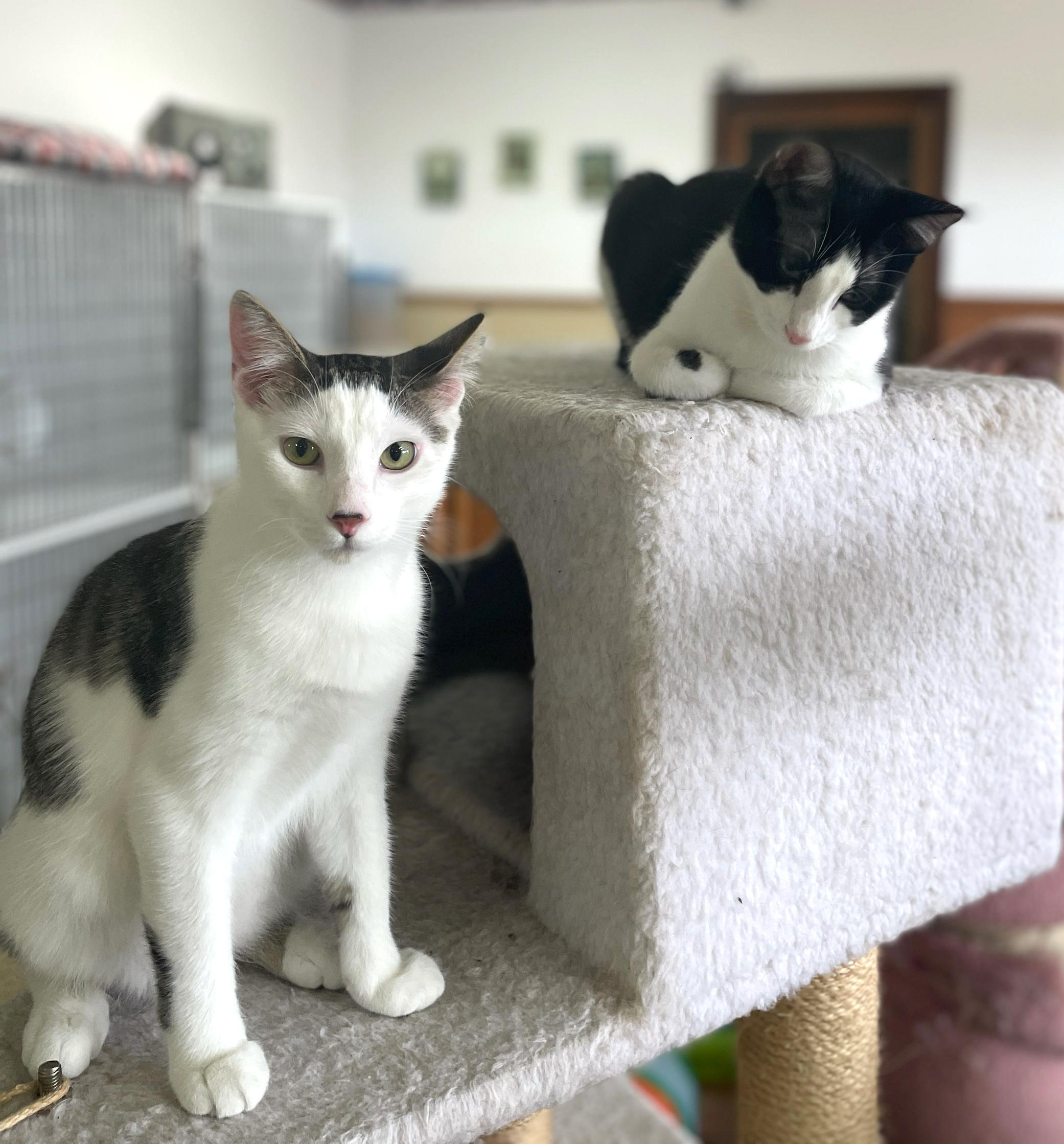 Enlarge Skipper (Bonded w/Lovey), an adopted Domestic Short Hair in Neillsville, WI image 4/6