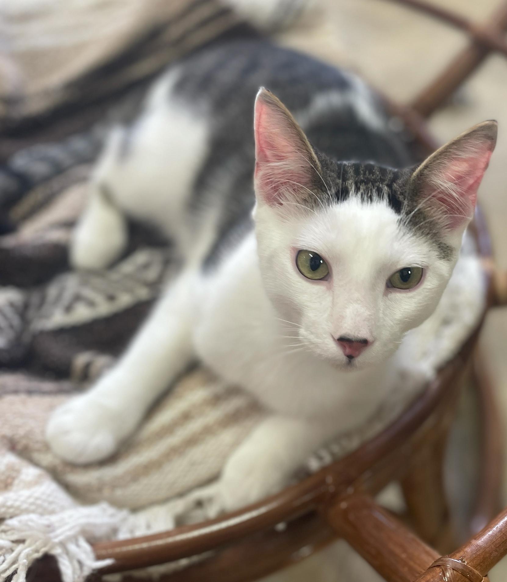 Enlarge Skipper (Bonded w/Lovey), an adopted Domestic Short Hair in Neillsville, WI image 6/6