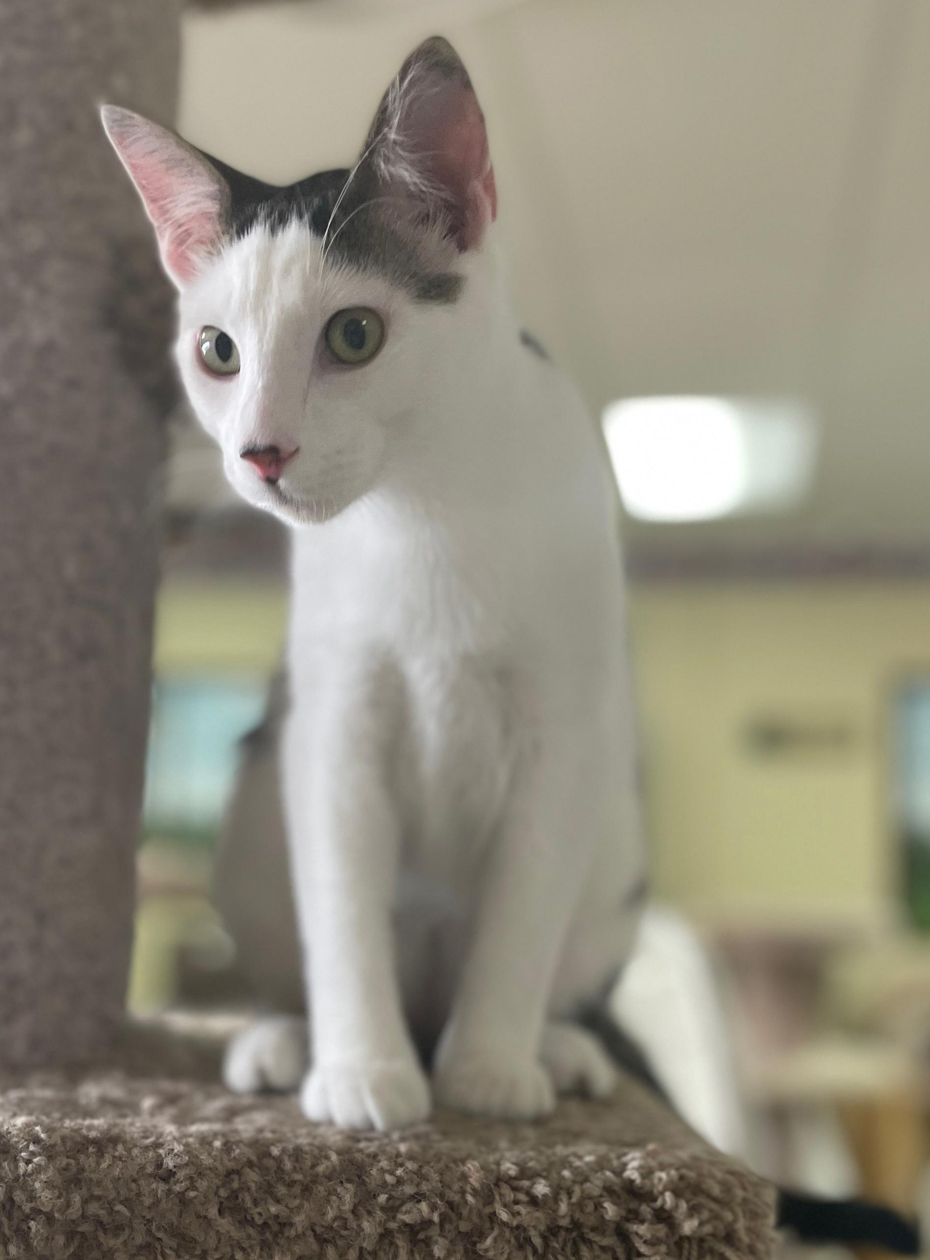 Enlarge Skipper (Bonded w/Lovey), an adopted Domestic Short Hair in Neillsville, WI image 5/6