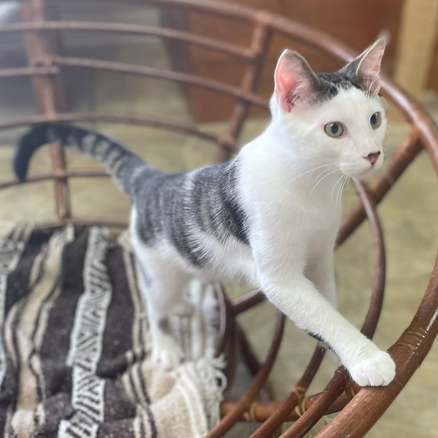 Enlarge Skipper (Bonded w/Lovey), an adopted Domestic Short Hair in Neillsville, WI image 3/6