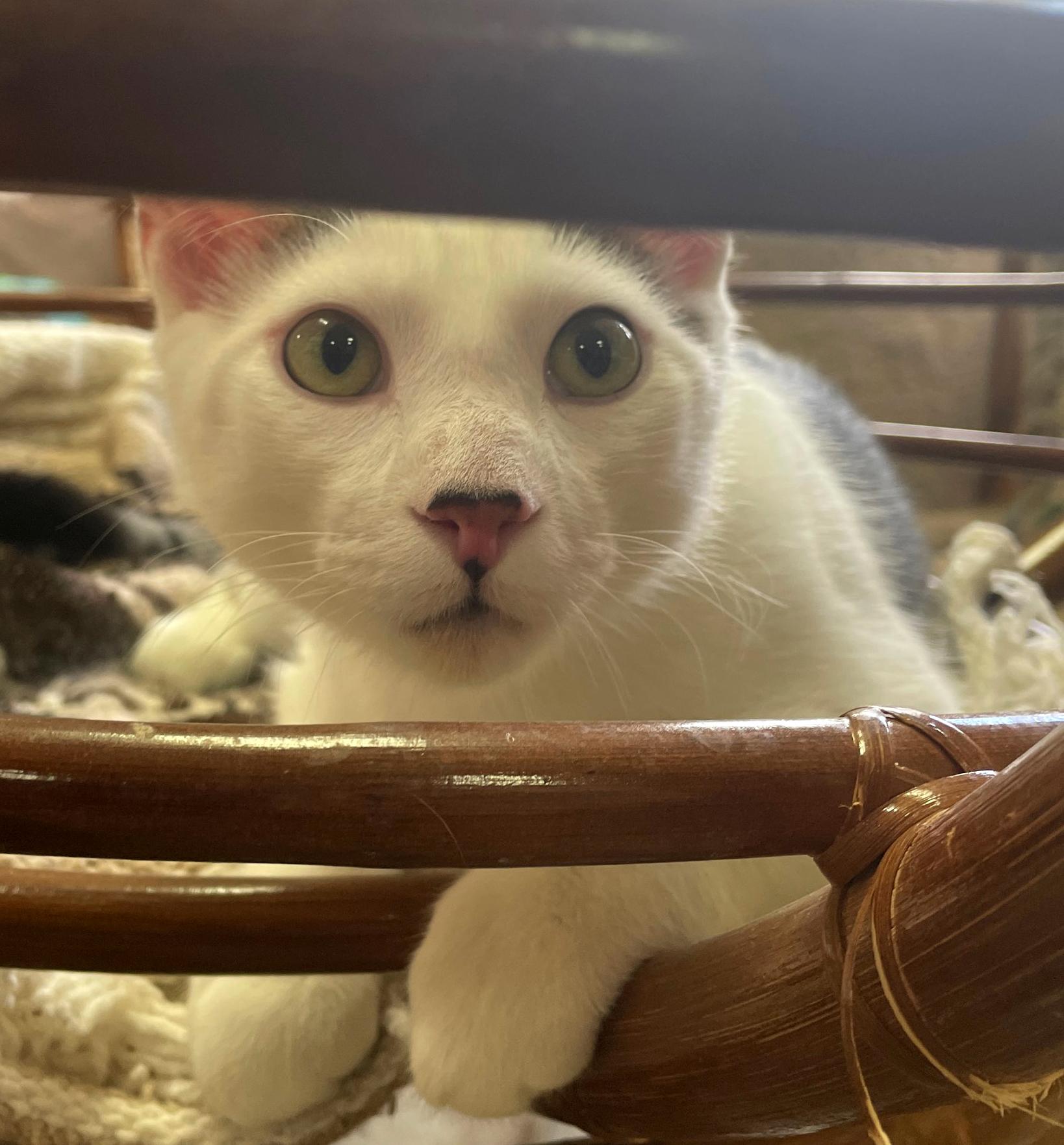 Enlarge Skipper (Bonded w/Lovey), an adopted Domestic Short Hair in Neillsville, WI image 2/6