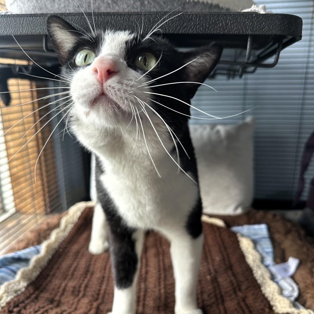 Jake, Adoptable, Adult Male American Shorthair.