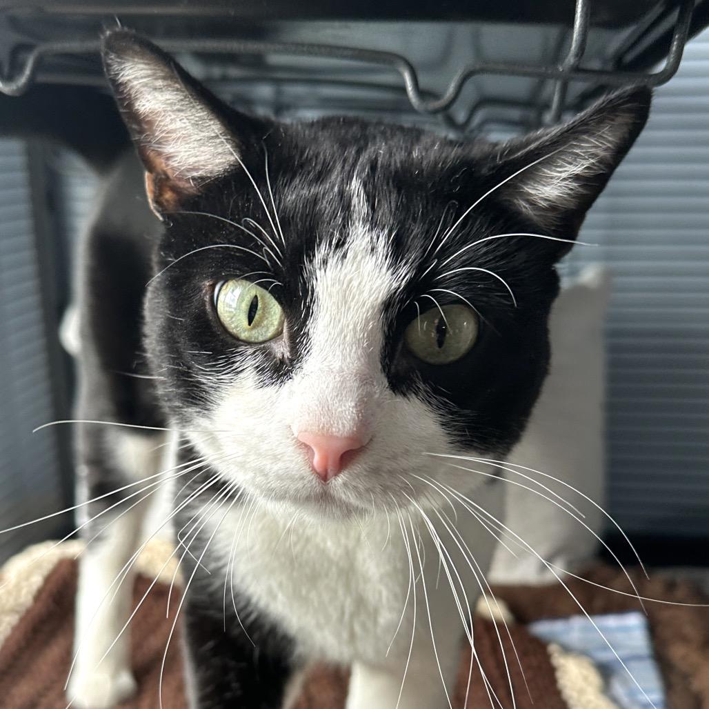 Jake, a Adoptable American Shorthair in Shawnee, KS image 2/6