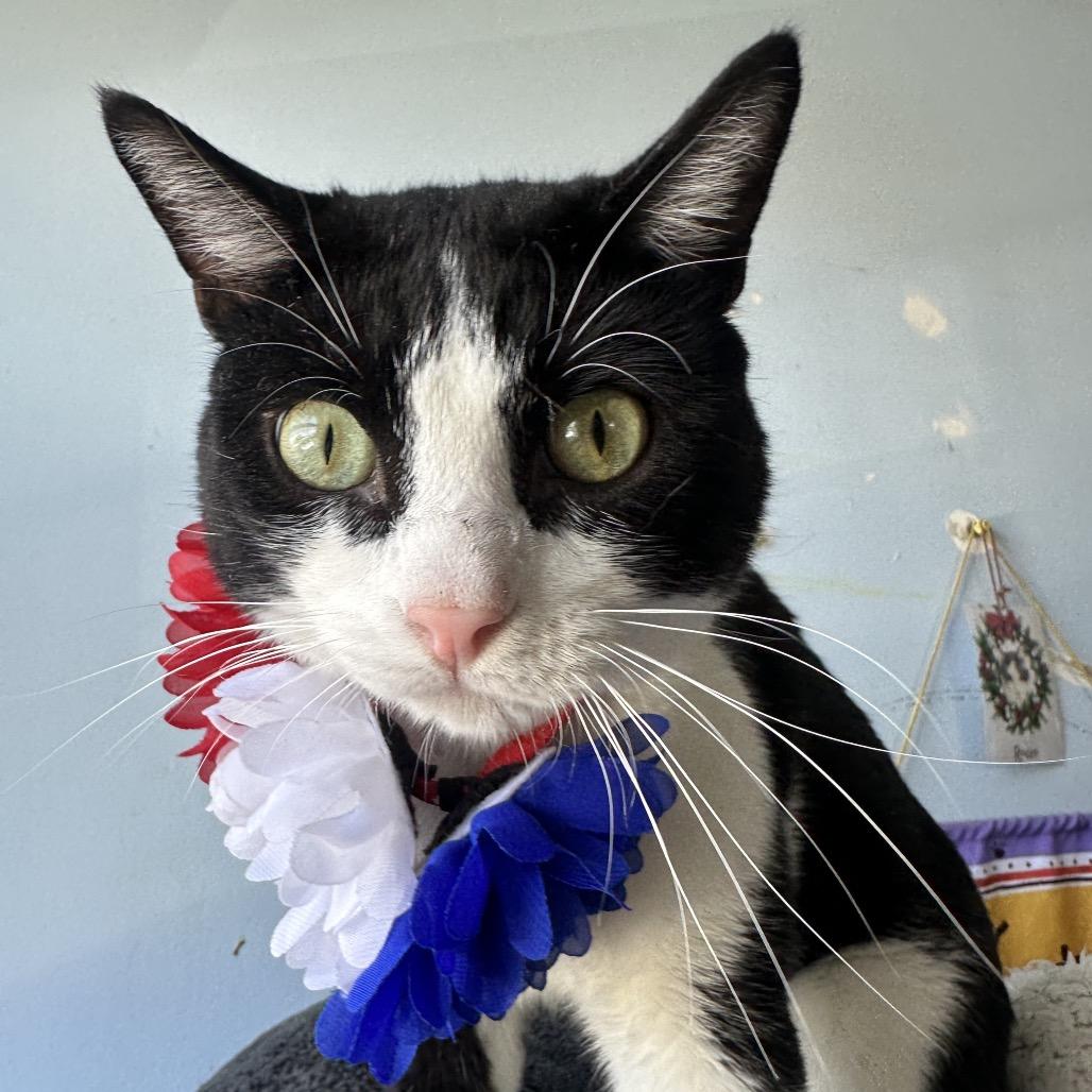 Jake, a Adoptable American Shorthair in Shawnee, KS image 3/6
