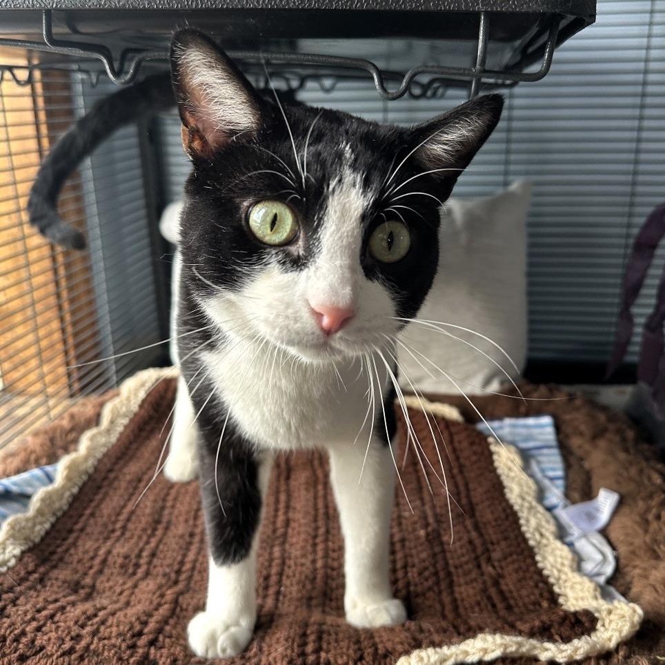 Jake, a Adoptable American Shorthair in Shawnee, KS image 4/6