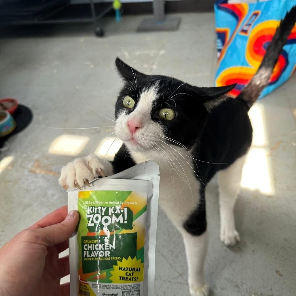 Jake, a Adoptable American Shorthair in Shawnee, KS image 5/6