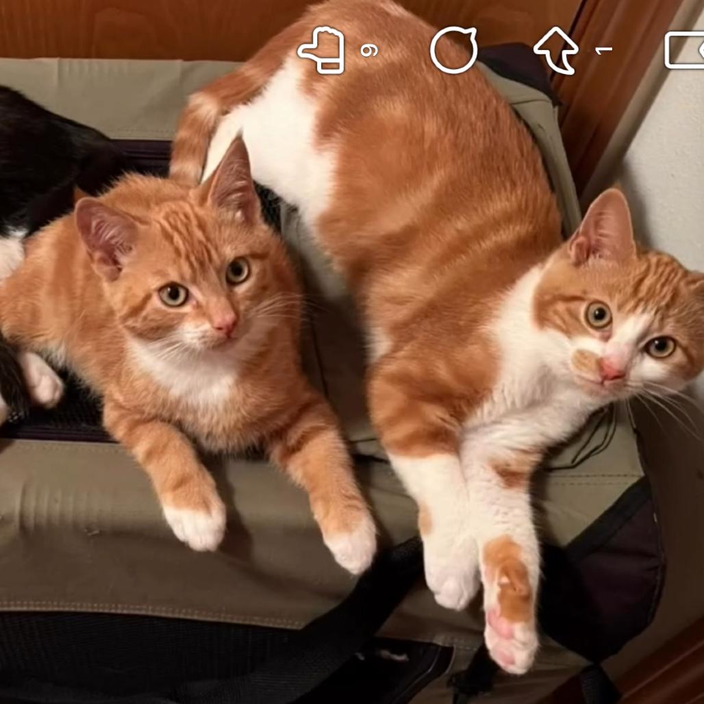 Enlarge Flapjack, a Adopted Domestic Short Hair in Cathlamet, WA image 2/4