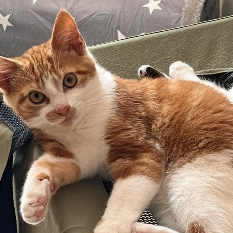Flapjack, Adopted, Kitten Male Domestic Short Hair.