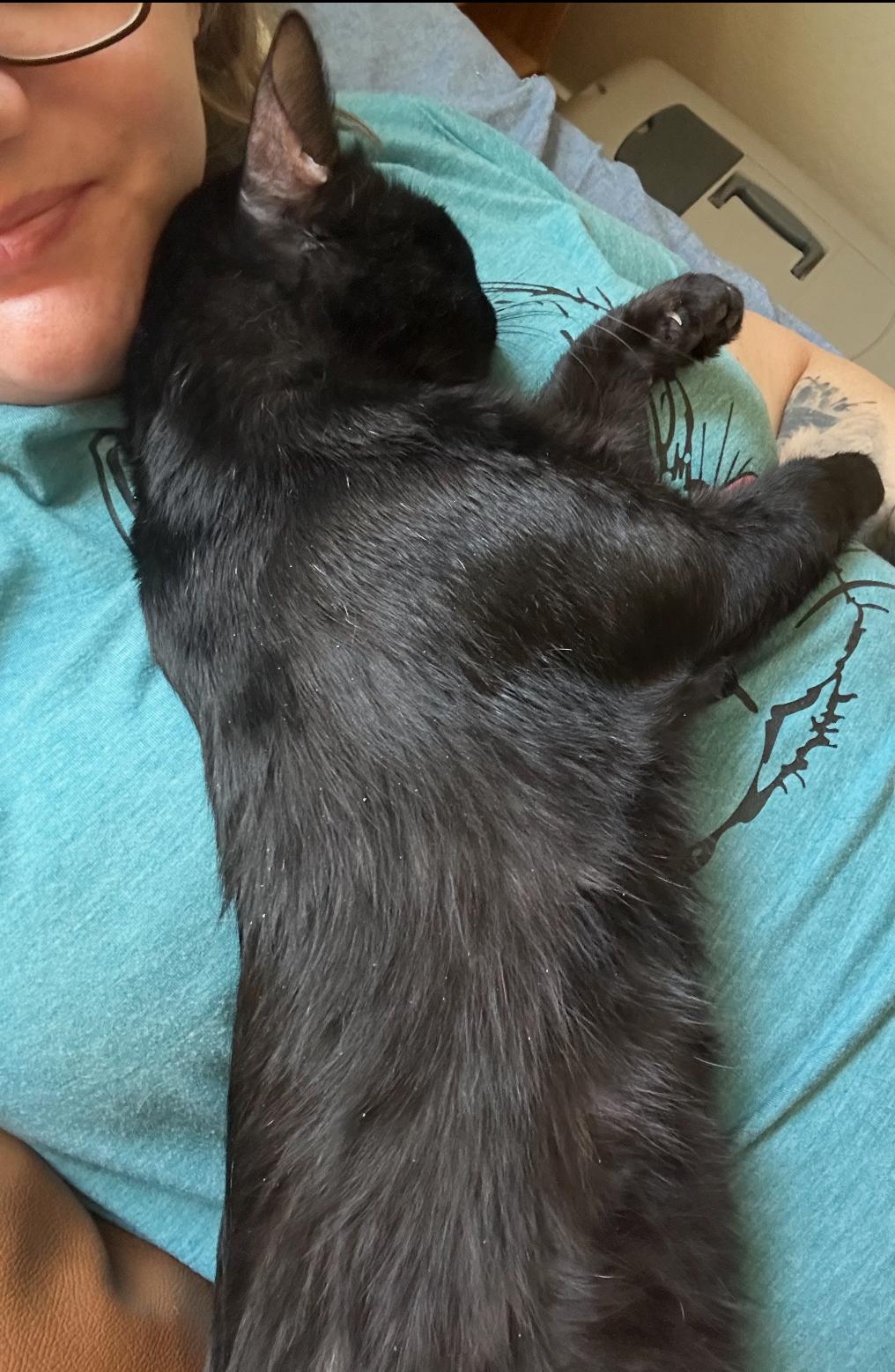 Liam, a Adoptable Domestic Short Hair in Gilbert, AZ image 3/5