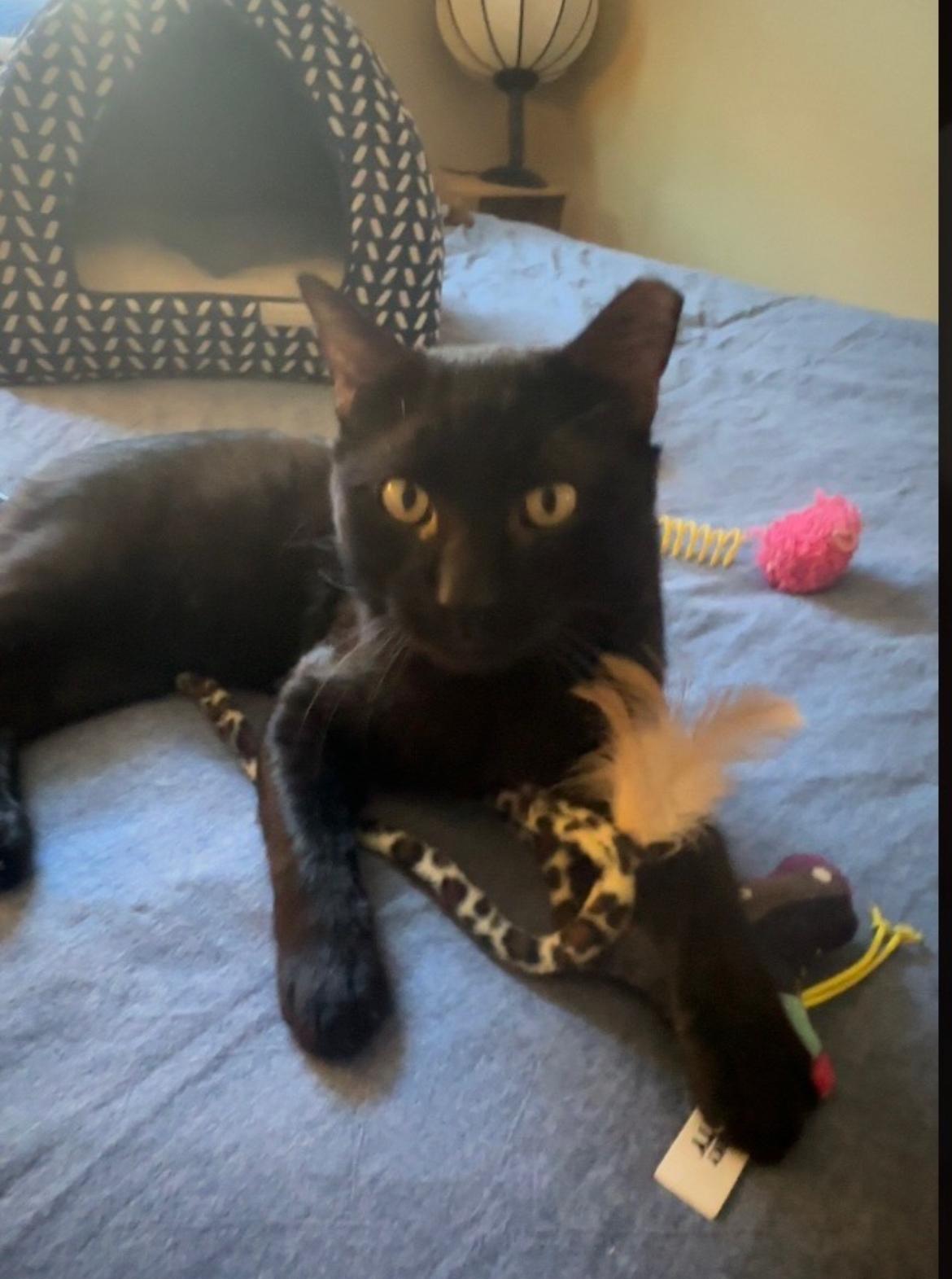 Liam, a Adoptable Domestic Short Hair in Gilbert, AZ image 2/5