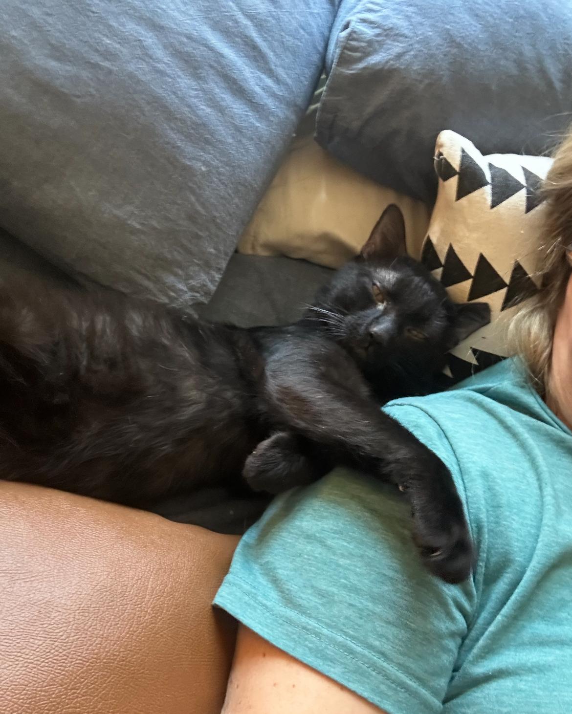 Liam, a Adoptable Domestic Short Hair in Gilbert, AZ image 1/5