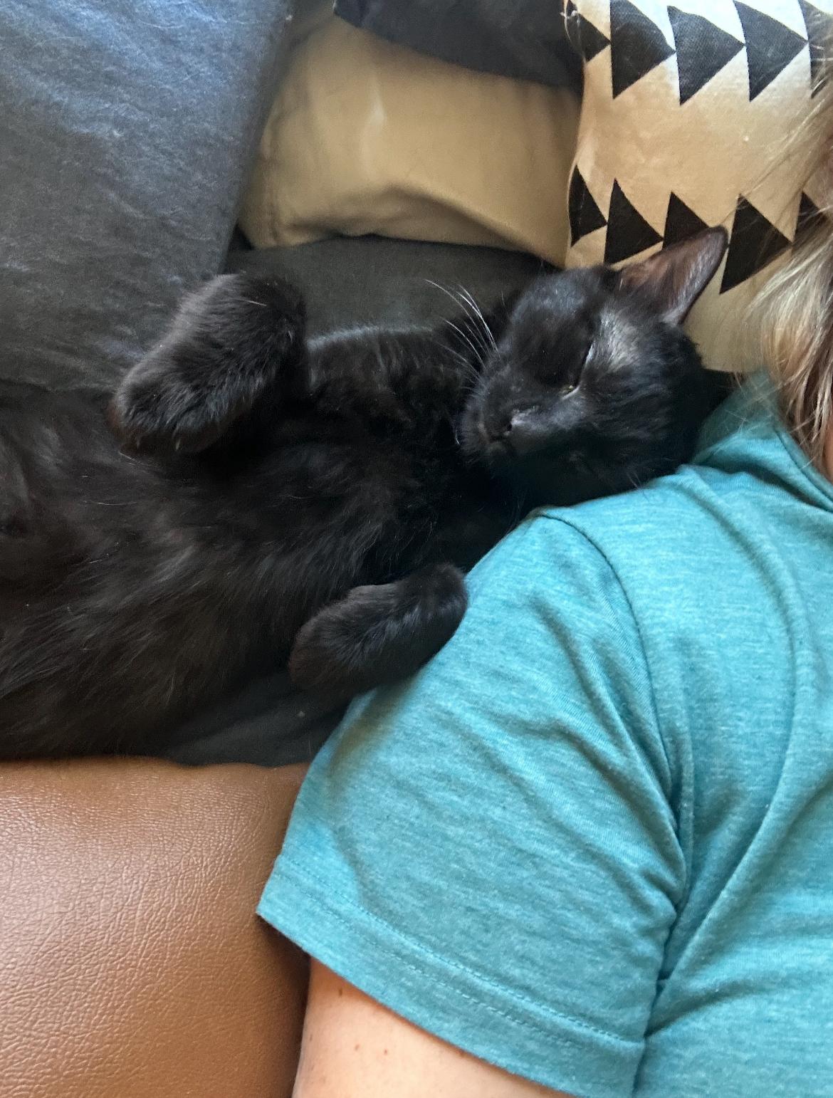 Liam, a Adoptable Domestic Short Hair in Gilbert, AZ image 4/5