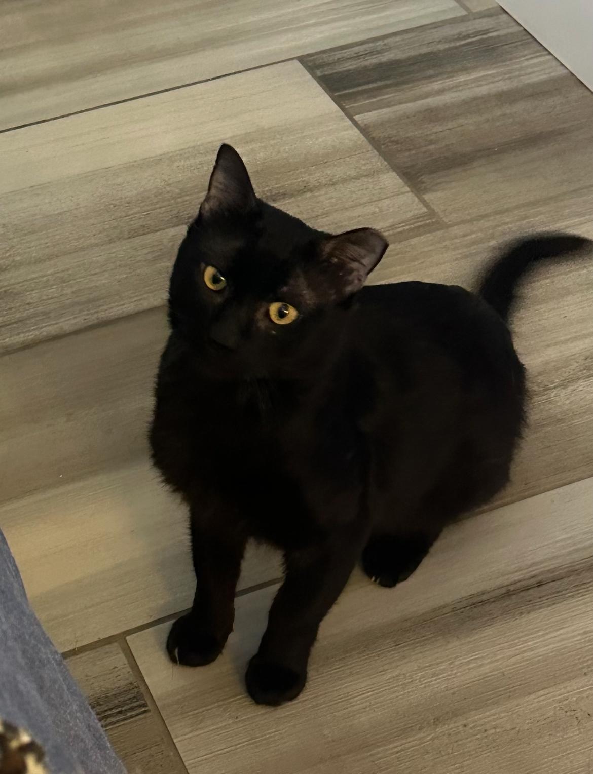 Liam, a Adoptable Domestic Short Hair in Gilbert, AZ image 5/5