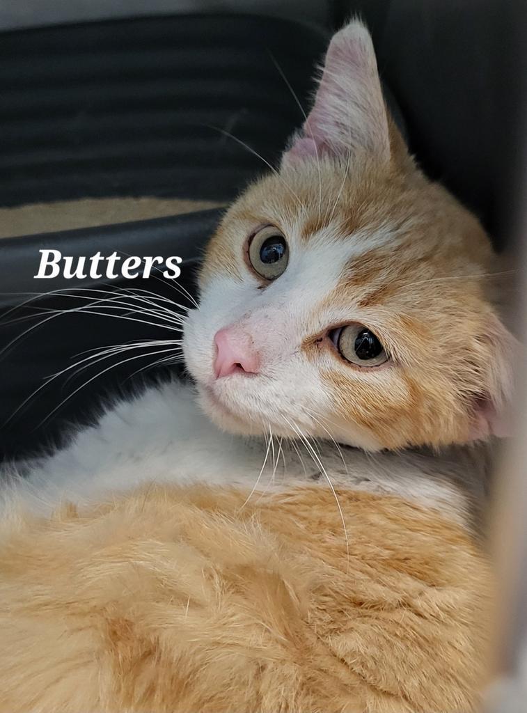 Enlarge Butters, a Adopted mixed breed in Kendallville, IN image 1/2