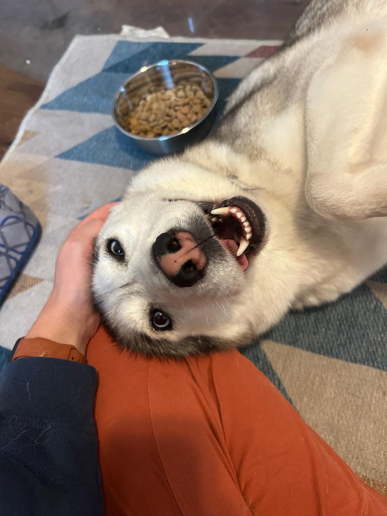 Enlarge Mocha, an adopted Husky in Los Angeles , CA image 6/6