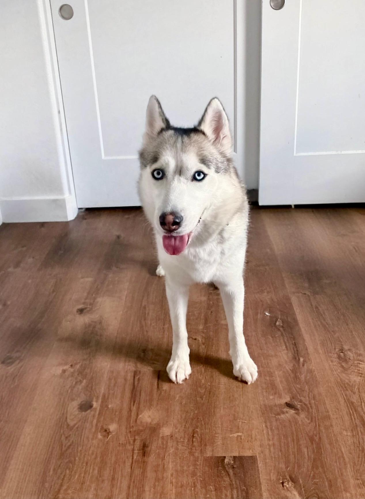 Enlarge Mocha, an adopted Husky in Los Angeles , CA image 3/6