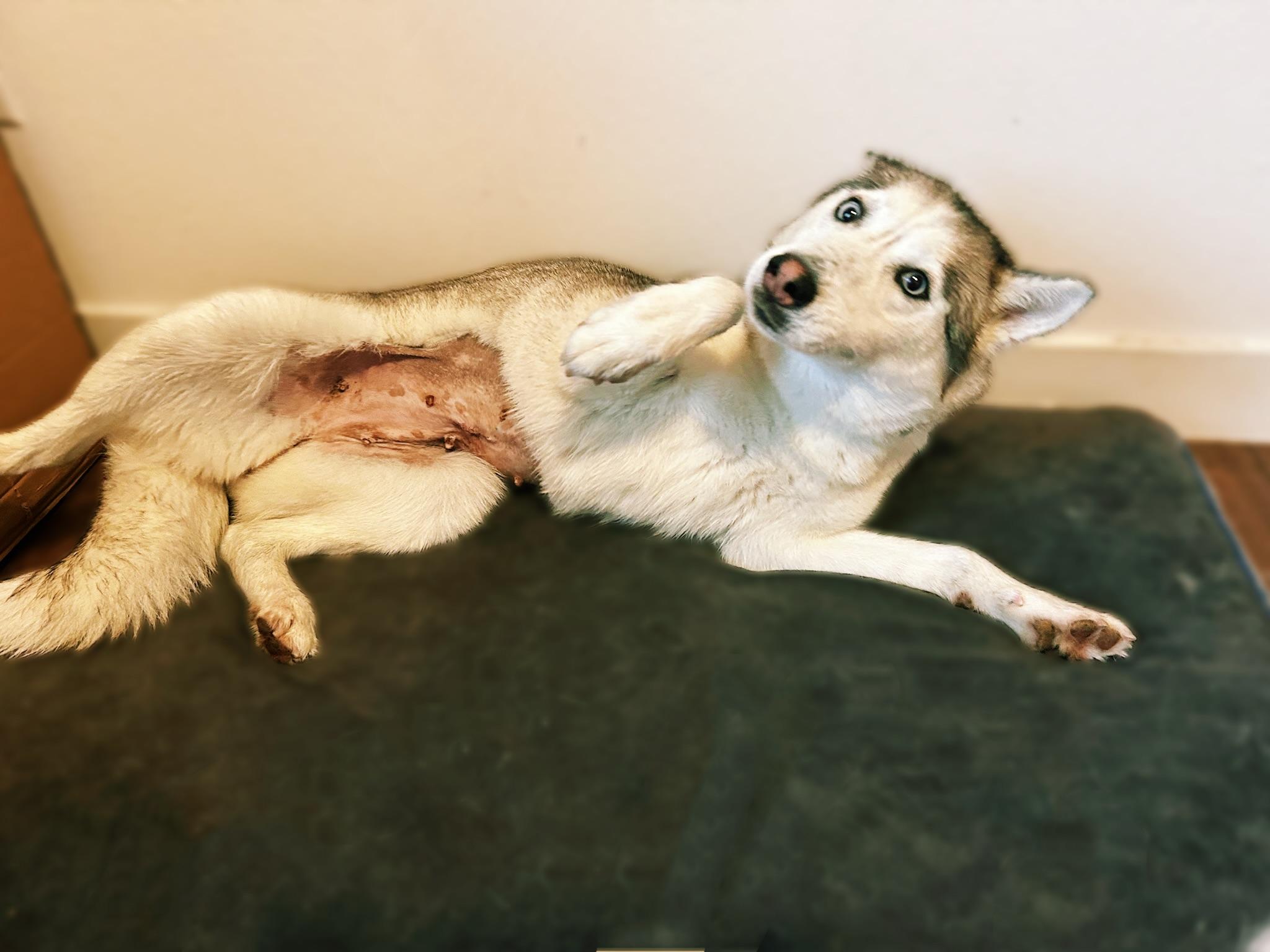 Enlarge Mocha, an adopted Husky in Los Angeles , CA image 5/6
