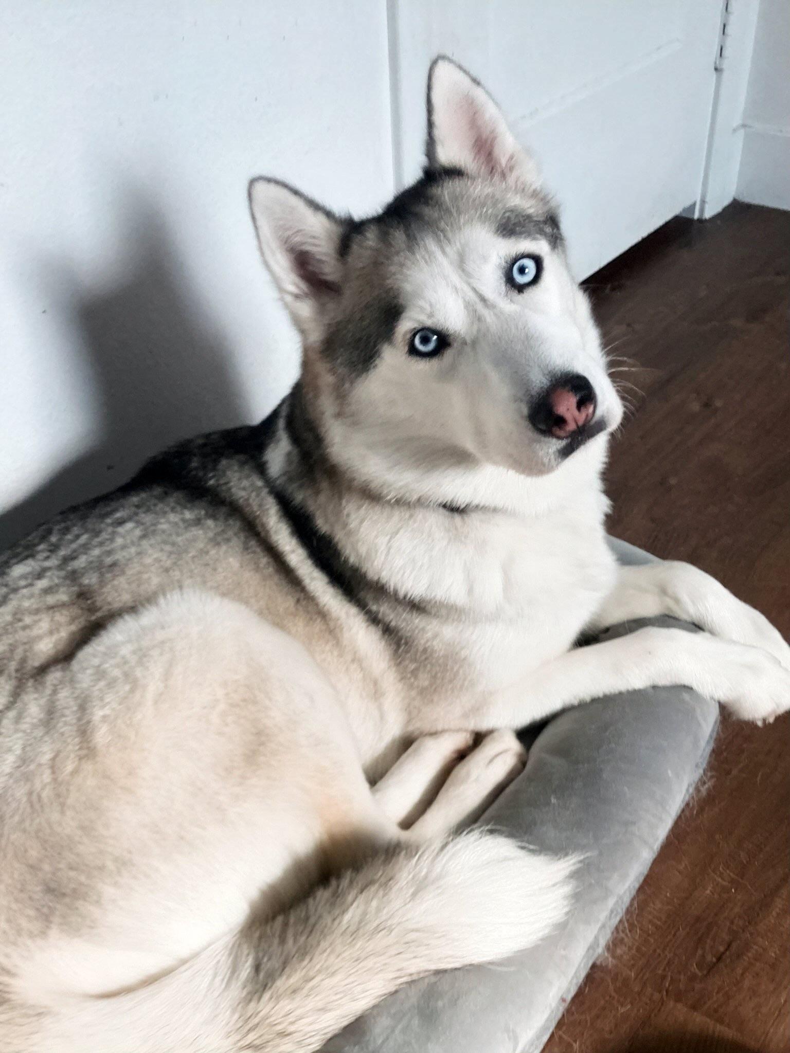 Enlarge Mocha, an adopted Husky in Los Angeles , CA image 4/6
