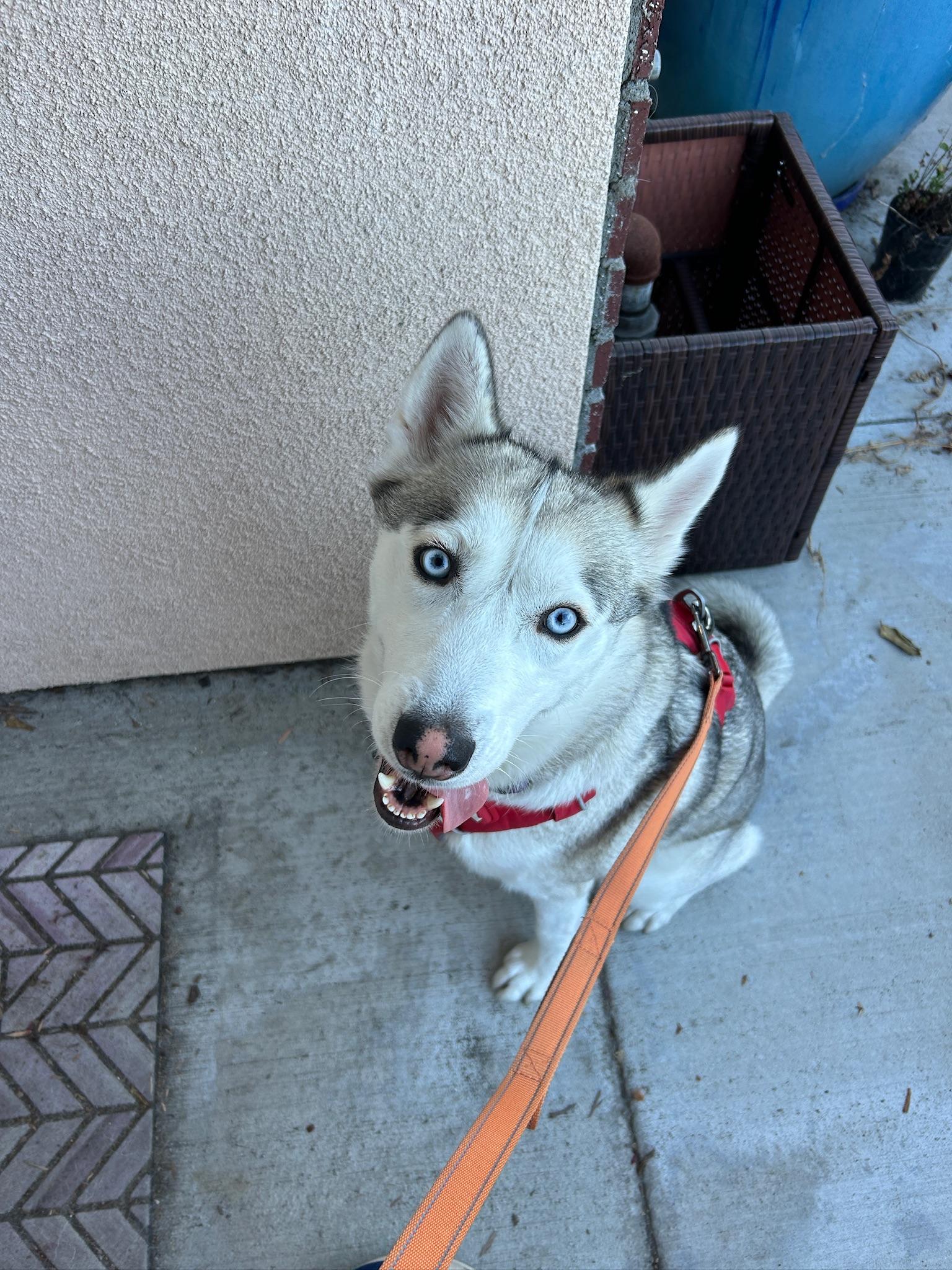 Enlarge Mocha, an adopted Husky in Los Angeles , CA image 2/6