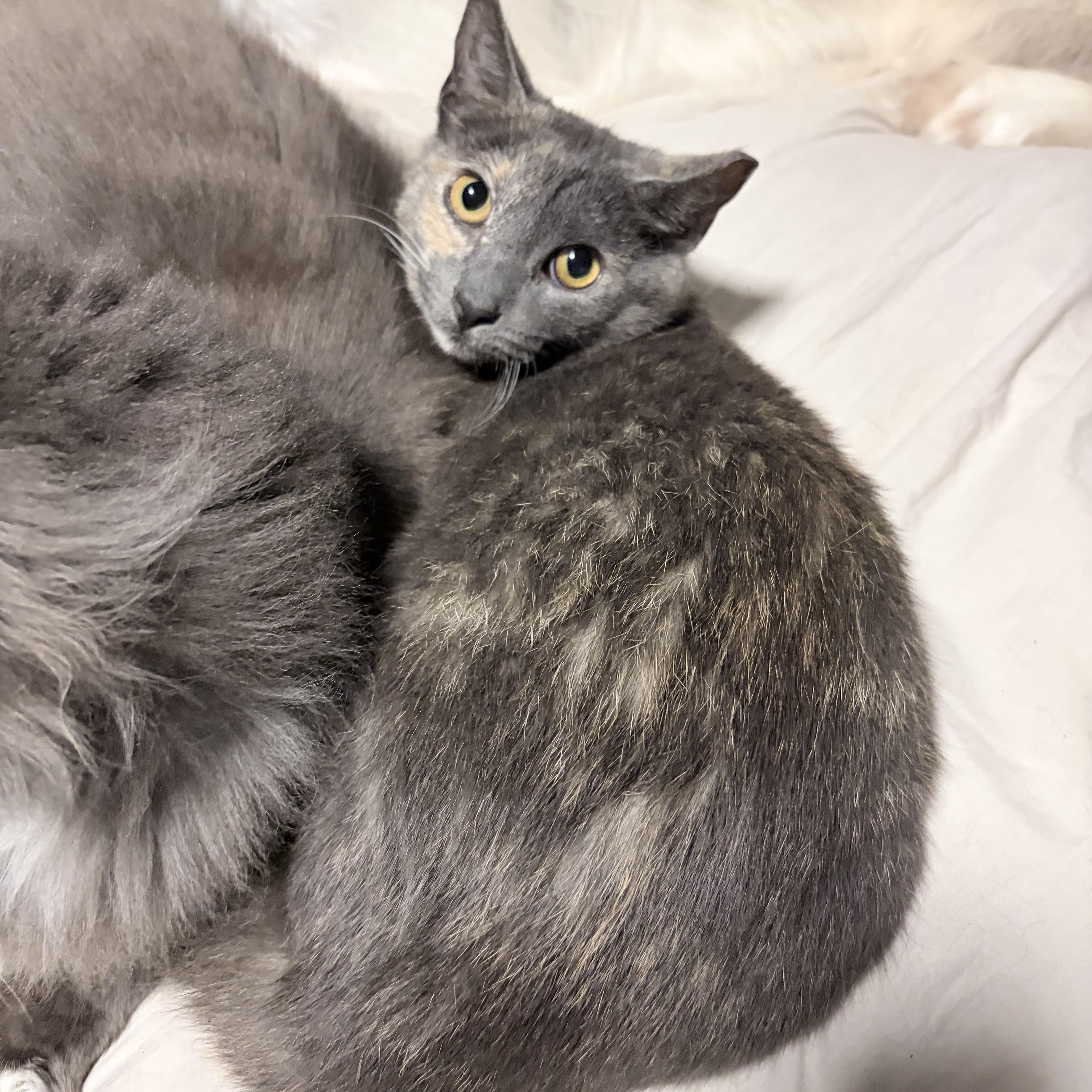 Enlarge Stinkerbelle, a Adoptable Domestic Short Hair in Tampa, FL image 2/5