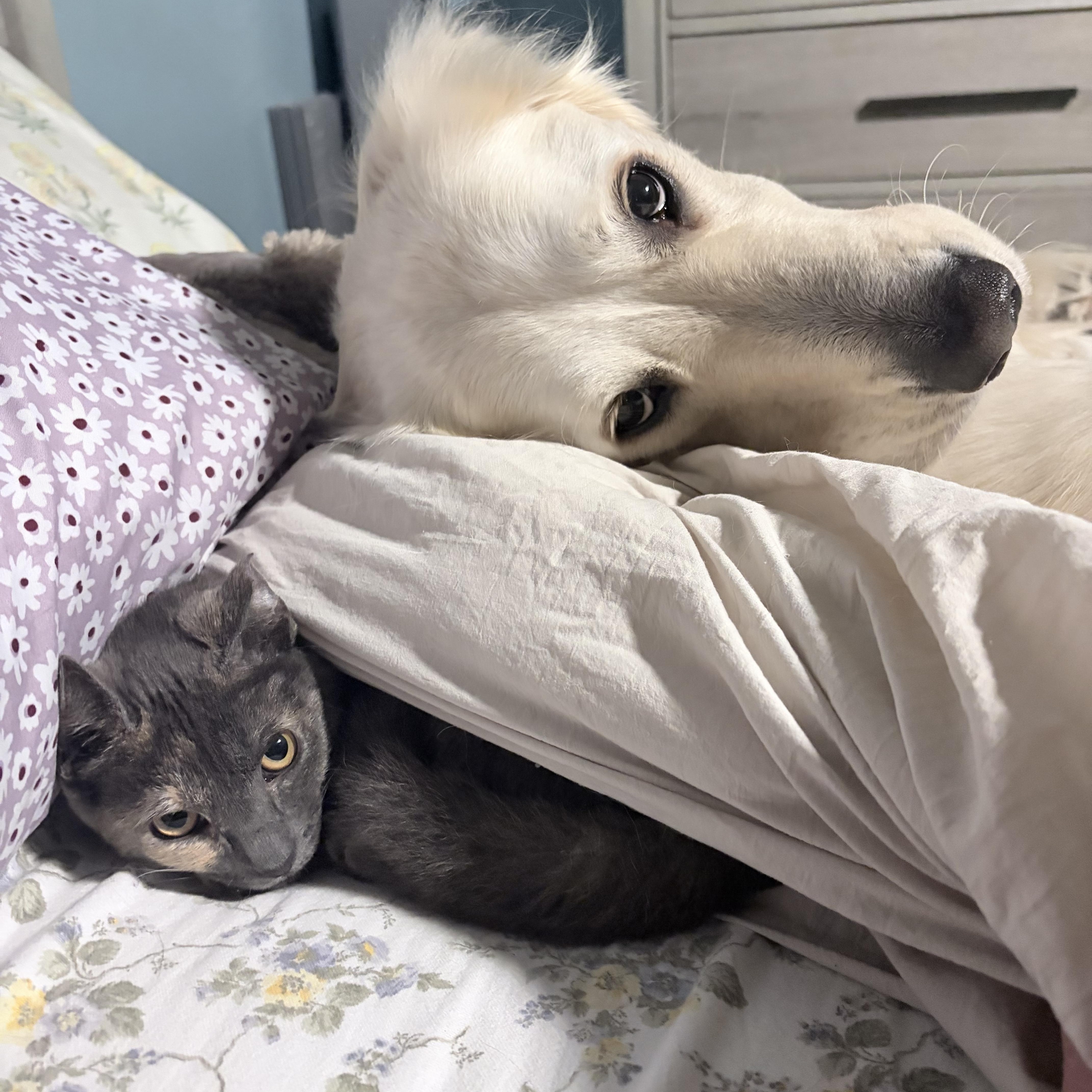 Enlarge Stinkerbelle, a Adoptable Domestic Short Hair in Tampa, FL image 5/5