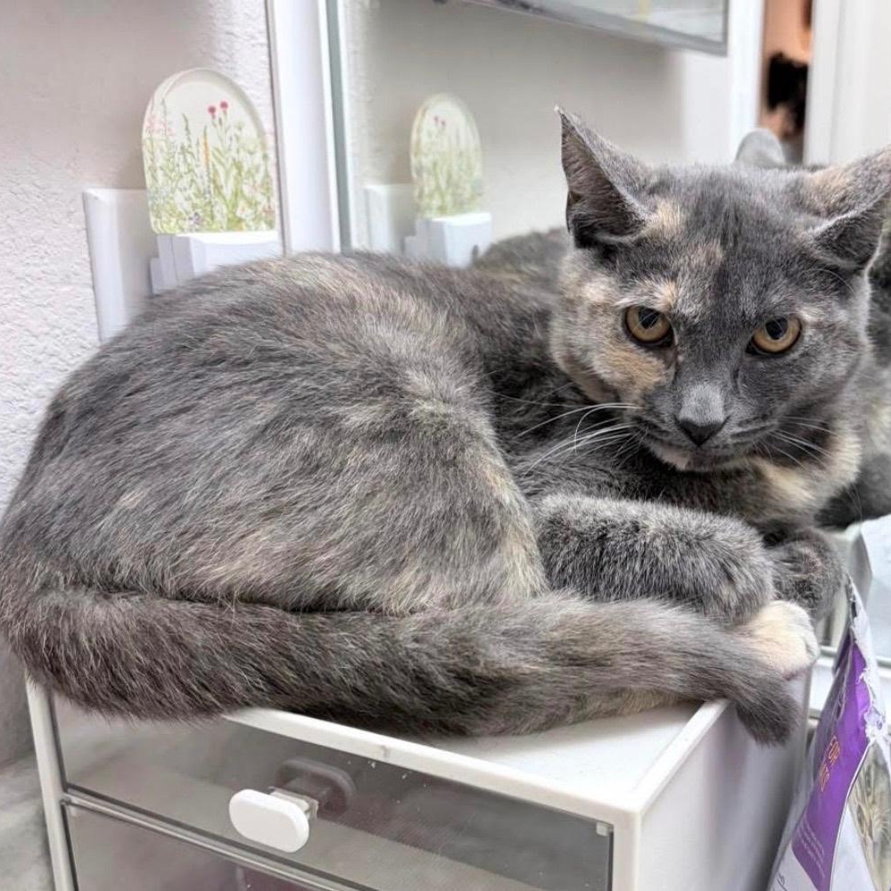 Stinkerbelle, Adoptable, Kitten Female Domestic Short Hair.