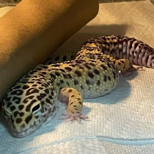 Cyndaquil, Adoptable, Adult Male Gecko.