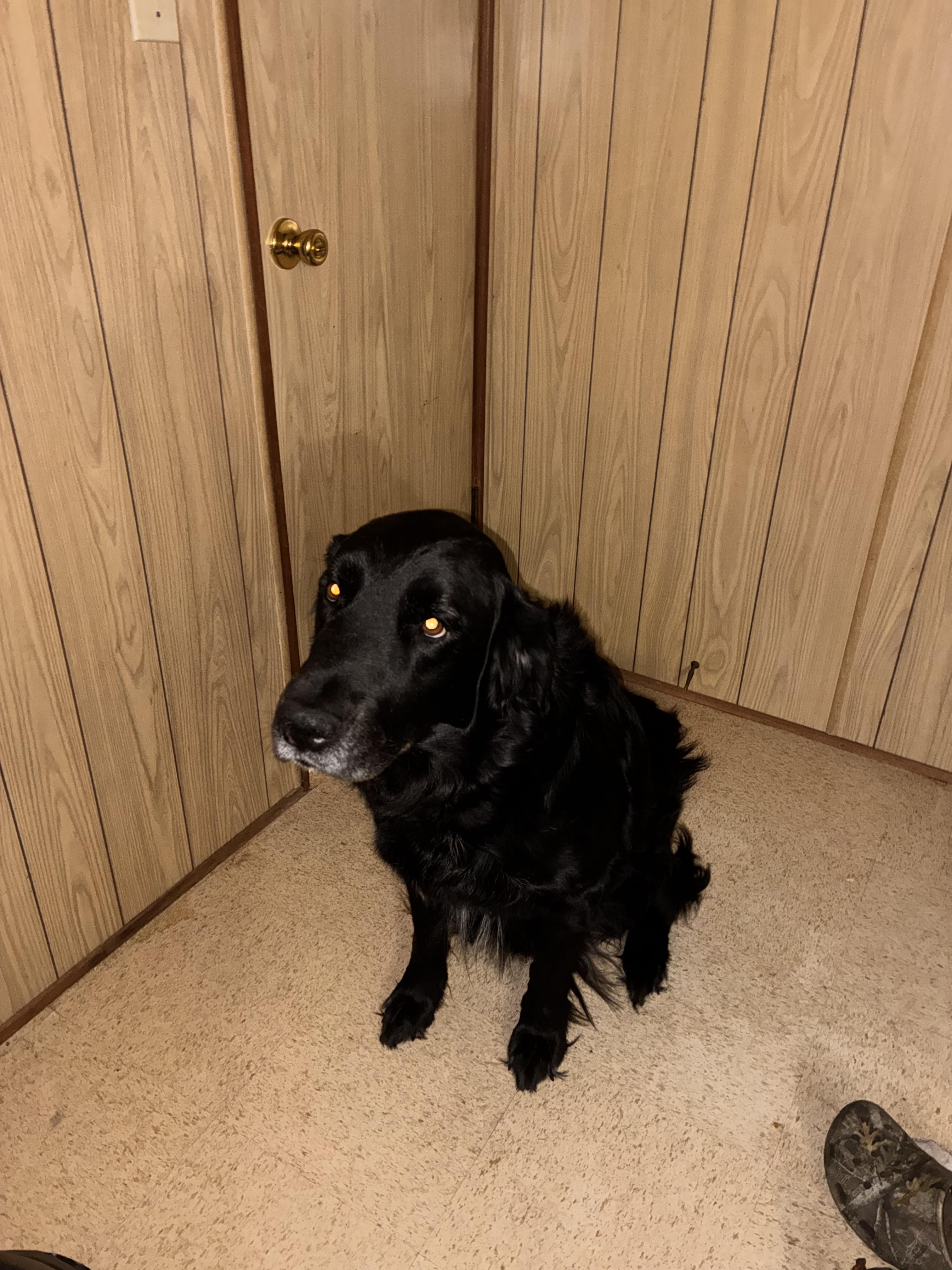 Enlarge Chase (COURTESY POST), a Adoptable mixed breed in Lewiston, ID image 2/3