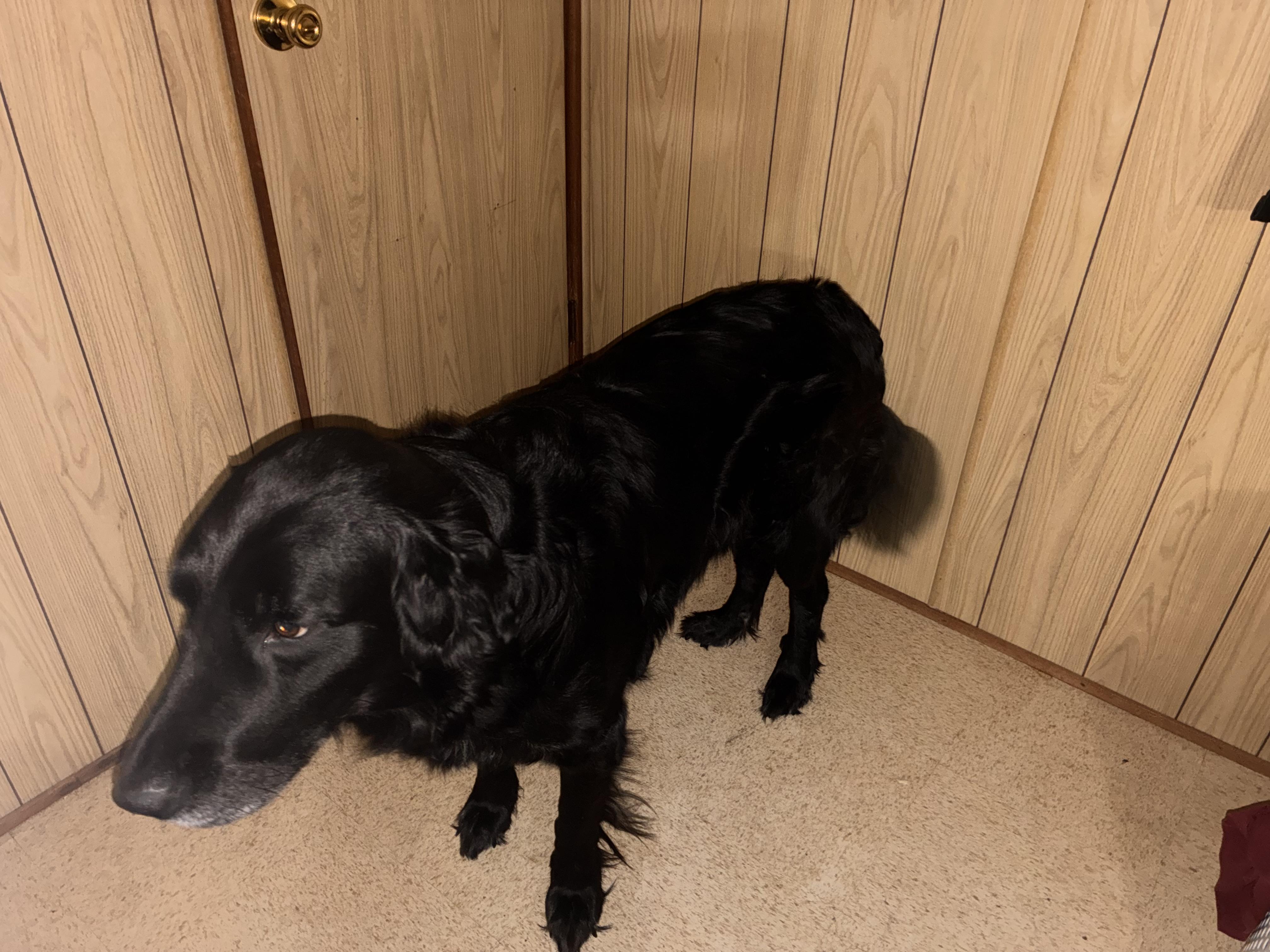 Enlarge Chase (COURTESY POST), a Adoptable mixed breed in Lewiston, ID image 3/3