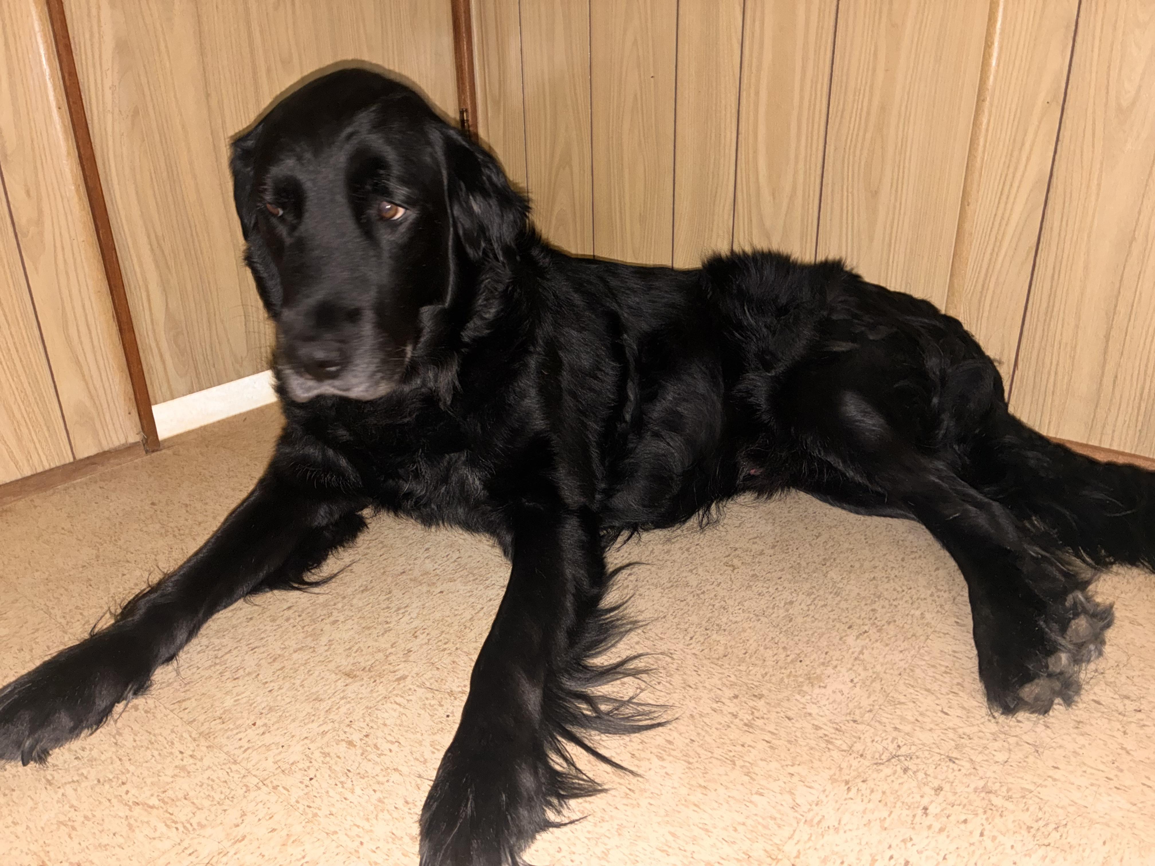 Enlarge Chase (COURTESY POST), a Adoptable mixed breed in Lewiston, ID image 1/3