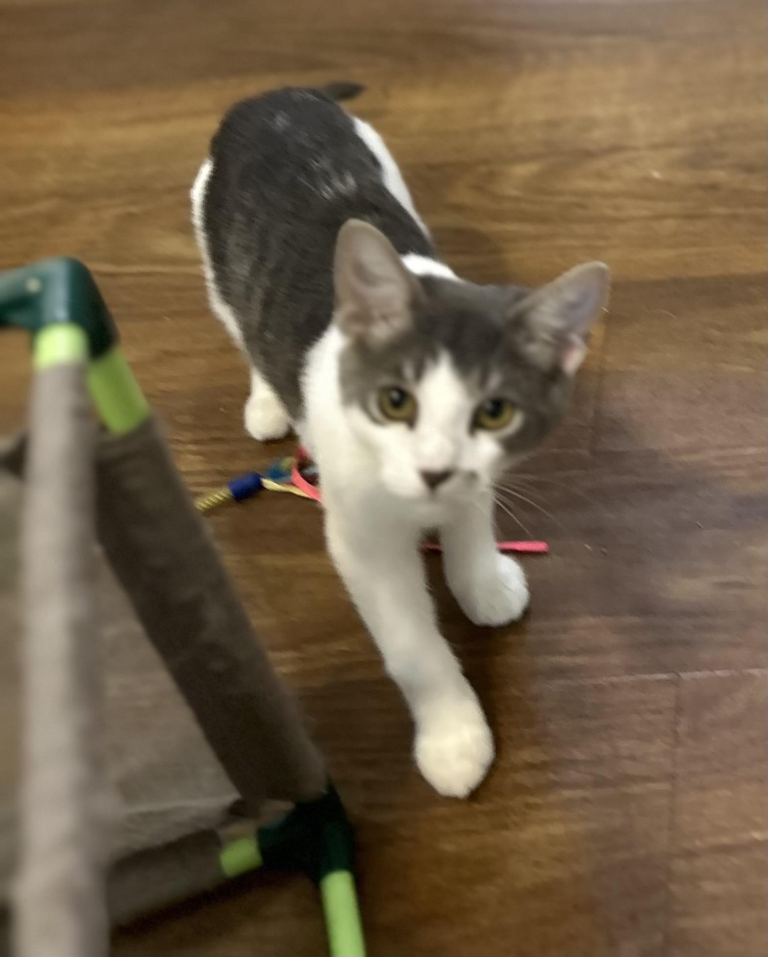 Little Jack, a Adoptable mixed breed image 2/3