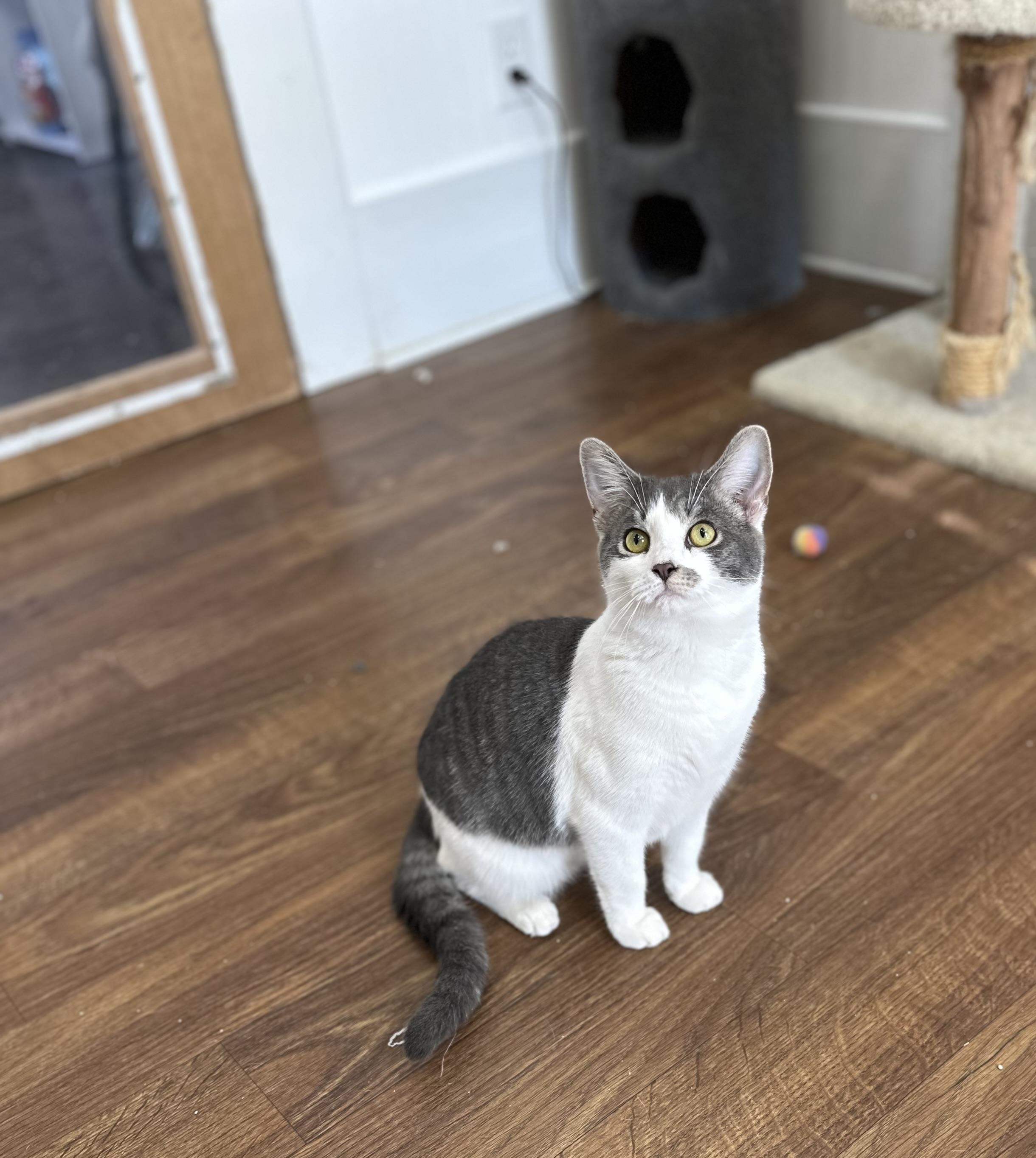 Little Jack, Adoptable, Young Male Domestic Short Hair & Tabby.