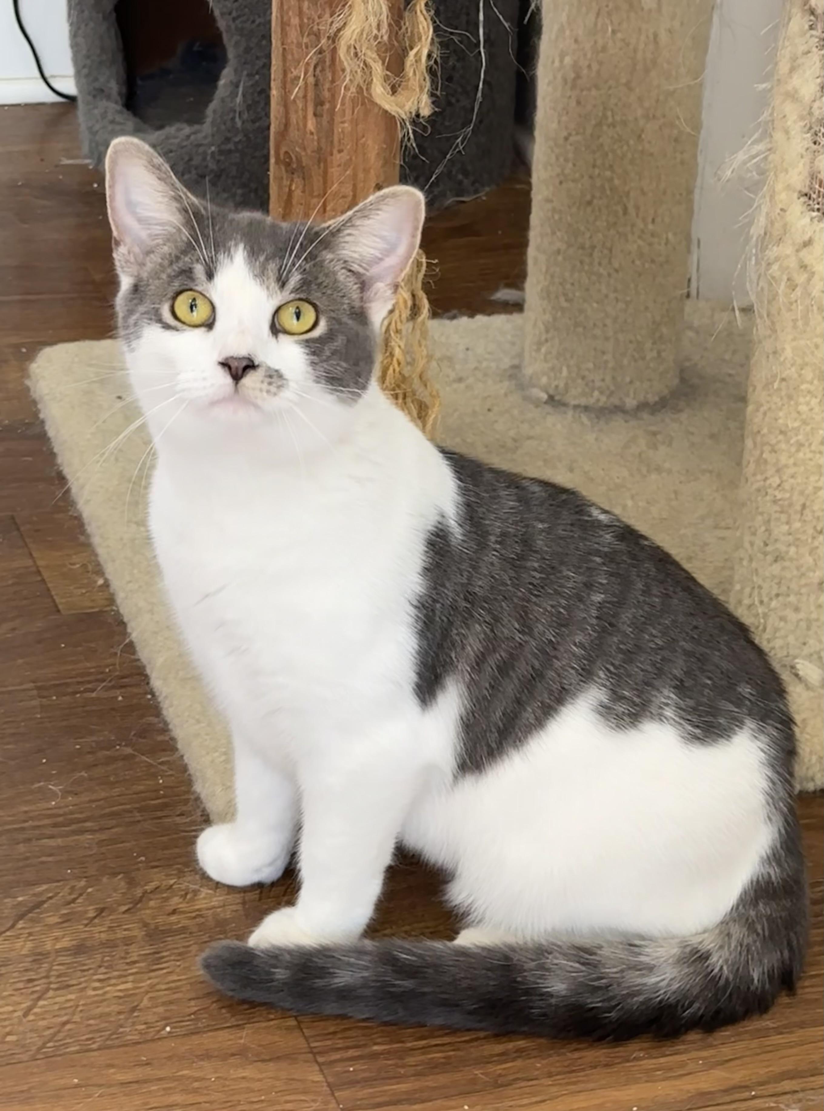 Enlarge Little Jack, a Adoptable mixed breed in Lawrenceville, GA image 2/2