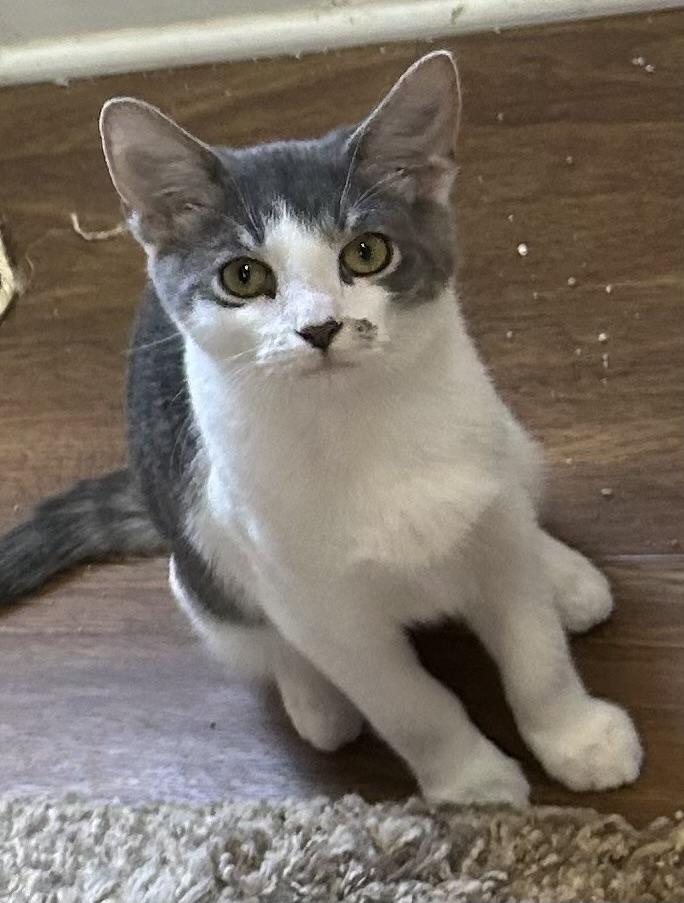 Little Jack, a Adoptable mixed breed image 3/3