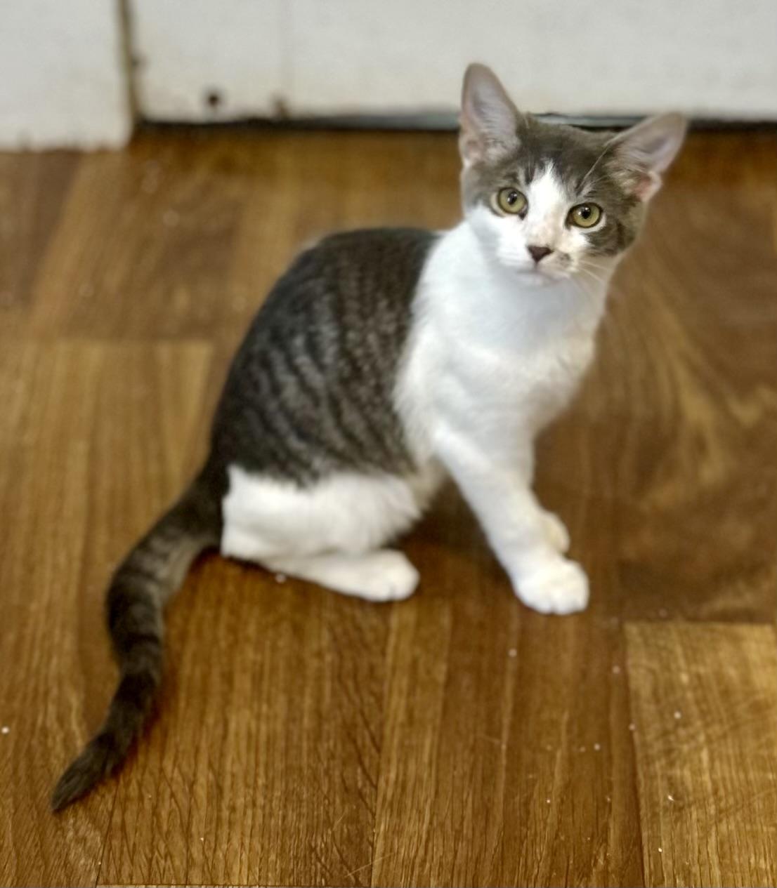 Little Jack, a Adoptable mixed breed image 1/3