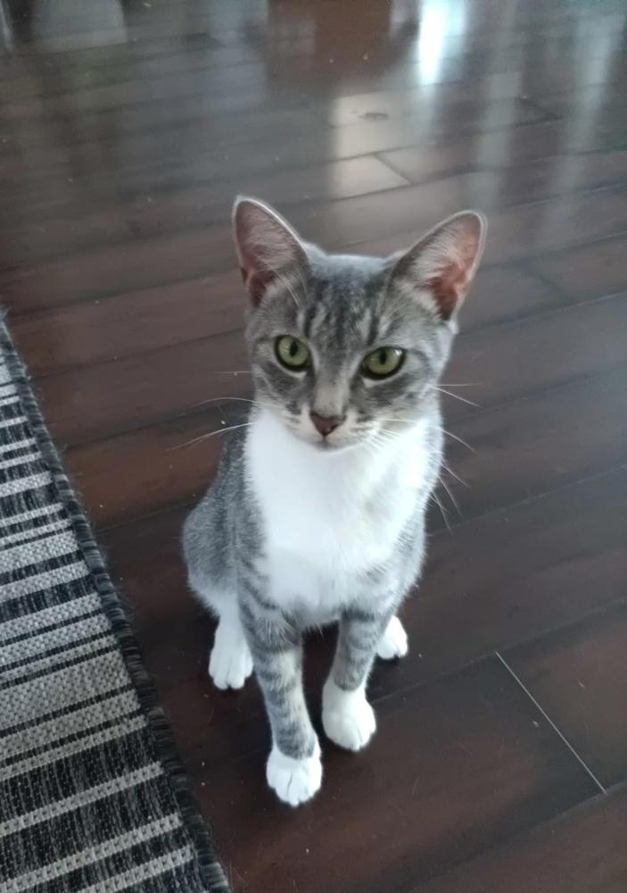 Shadow, Adoptable, Young Female Domestic Short Hair.