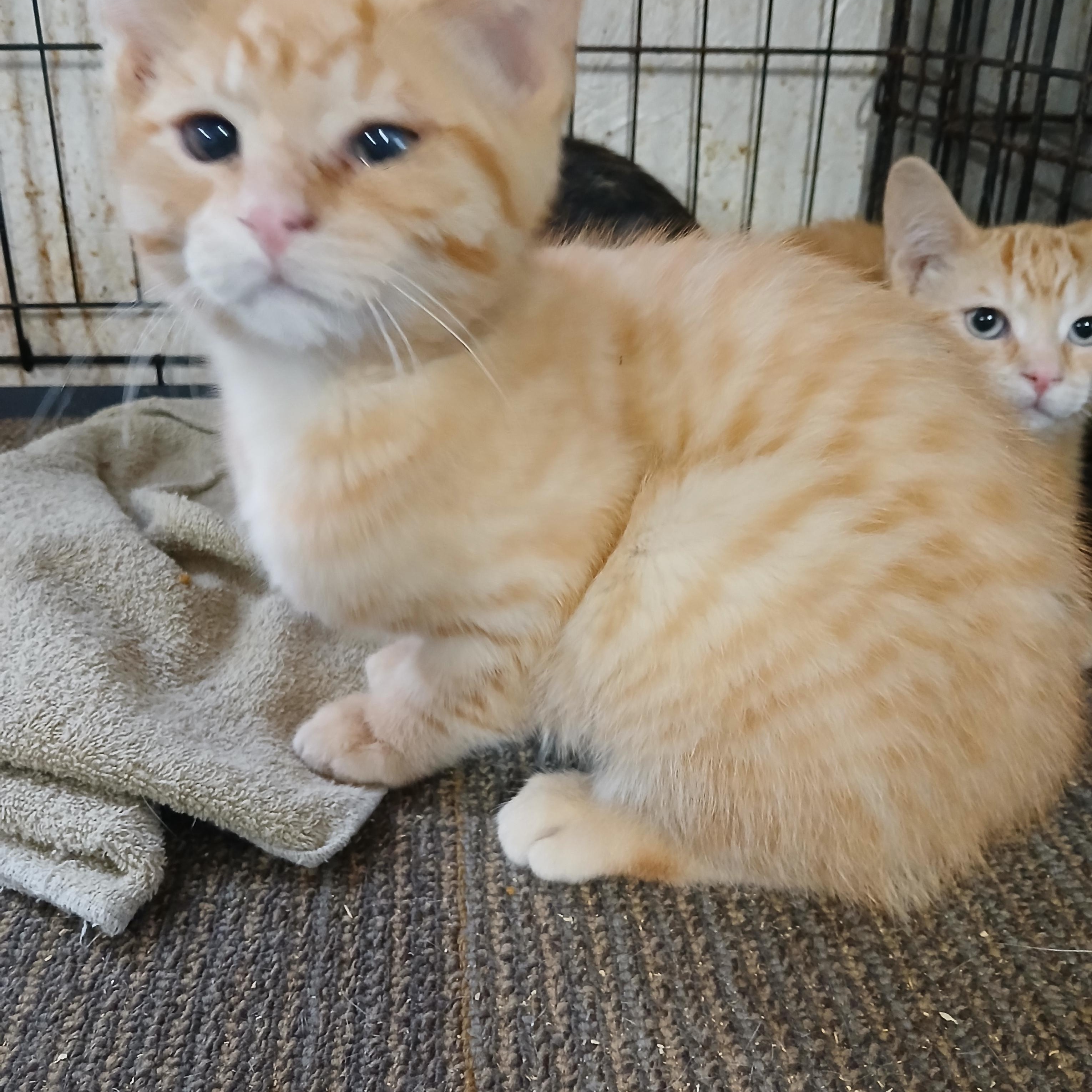 Sandusky Abbott , ADOPTABLE, Kitten Male Tabby & Domestic Short Hair.