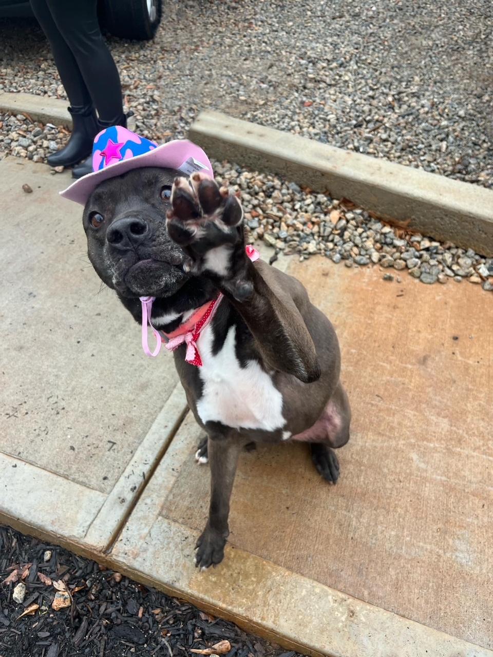 Dayton, Adoptable, Adult Female Labrador Retriever.