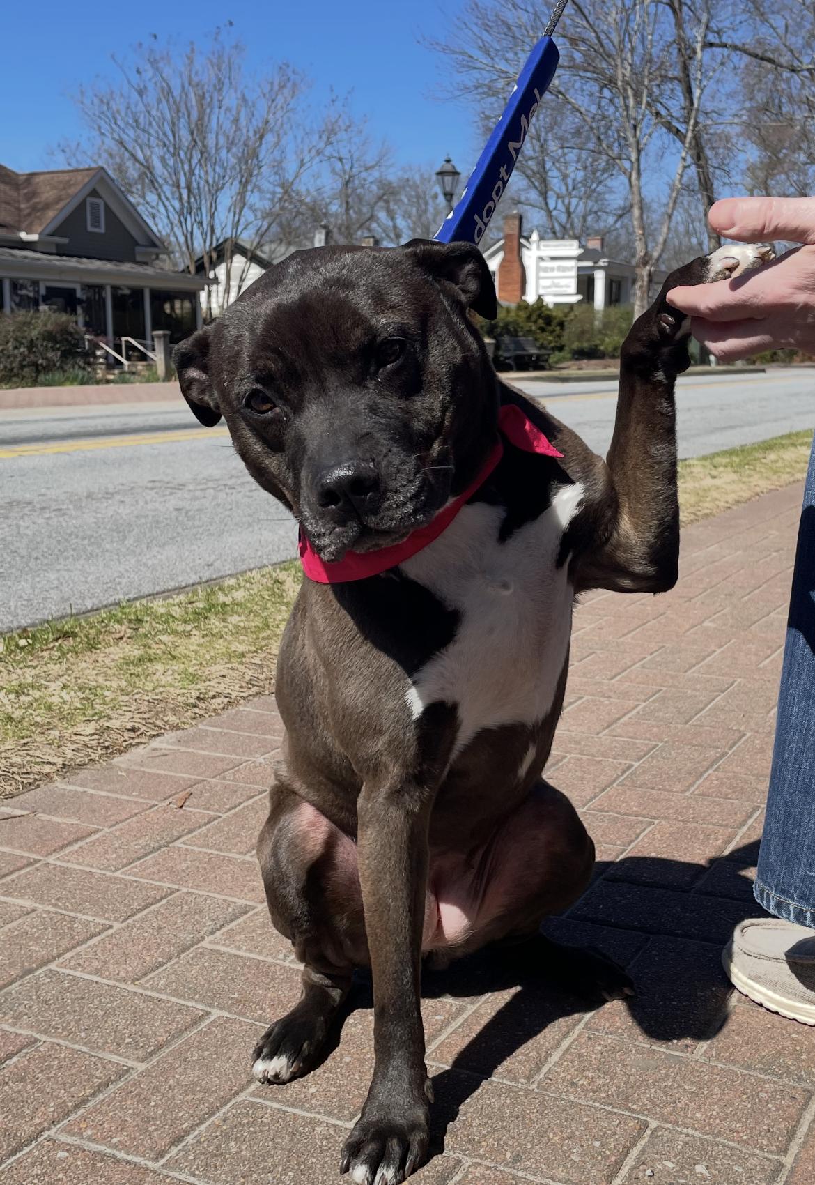 Enlarge Dayton (a/k/a Daytona), a Adoptable mixed breed in Roswell, GA image 3/6