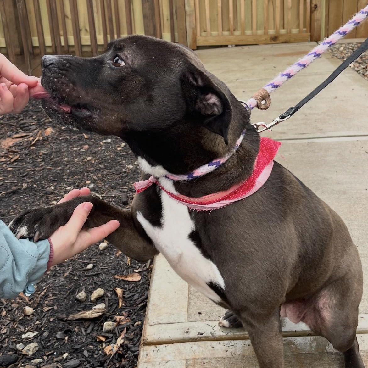 Dayton (aka Daytona)