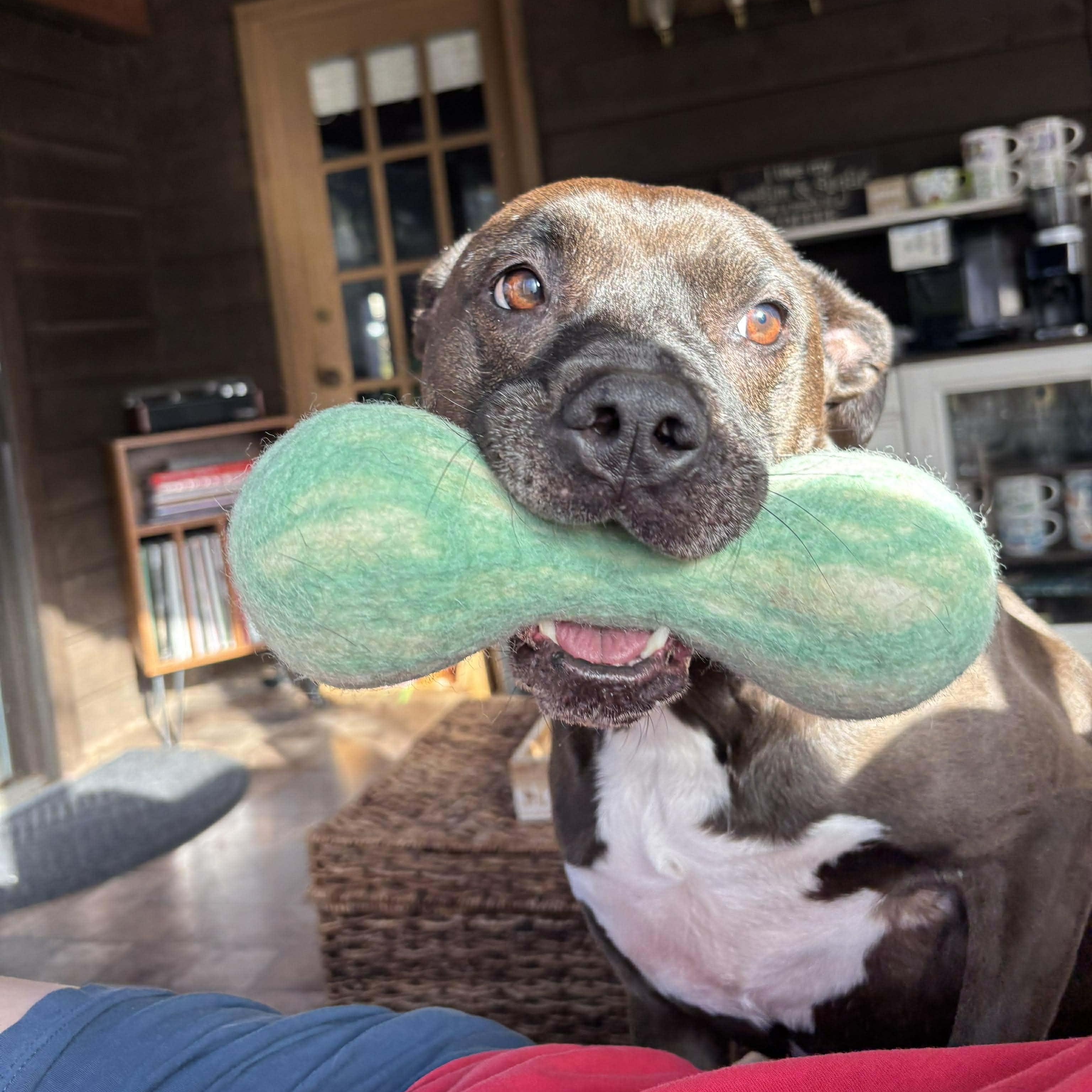 Enlarge Dayton (a/k/a Daytona), a Adoptable mixed breed in Roswell, GA image 2/6