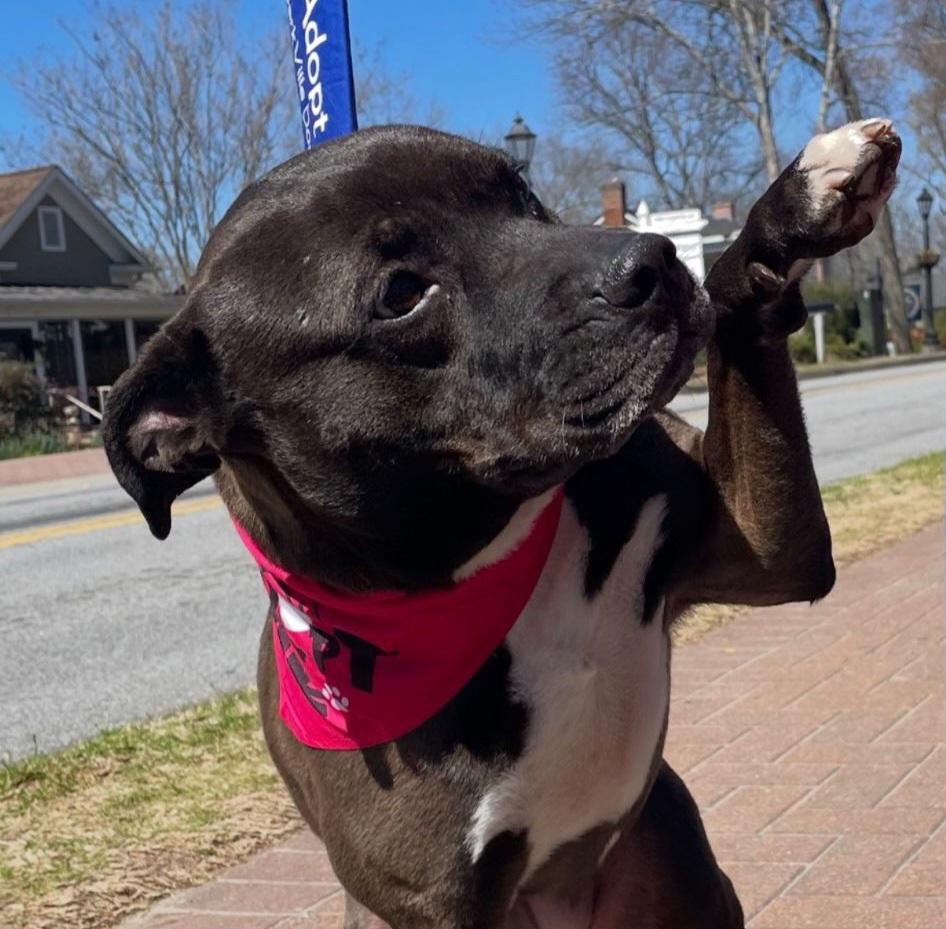 Dayton (a/k/a Daytona), Adoptable, Adult Female Labrador Retriever.