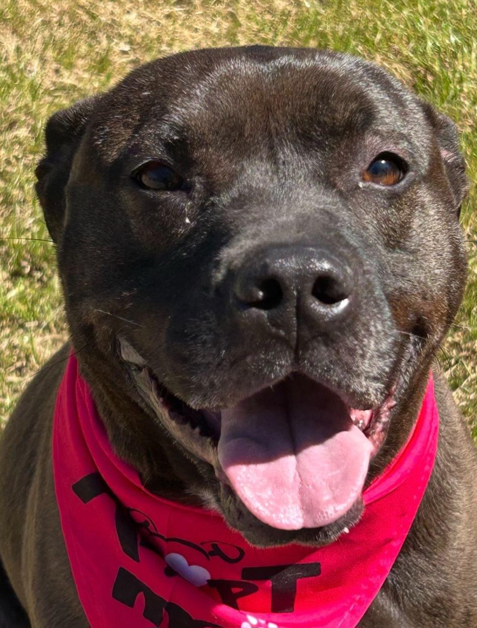 Dayton, Adoptable, Adult Female Labrador Retriever.