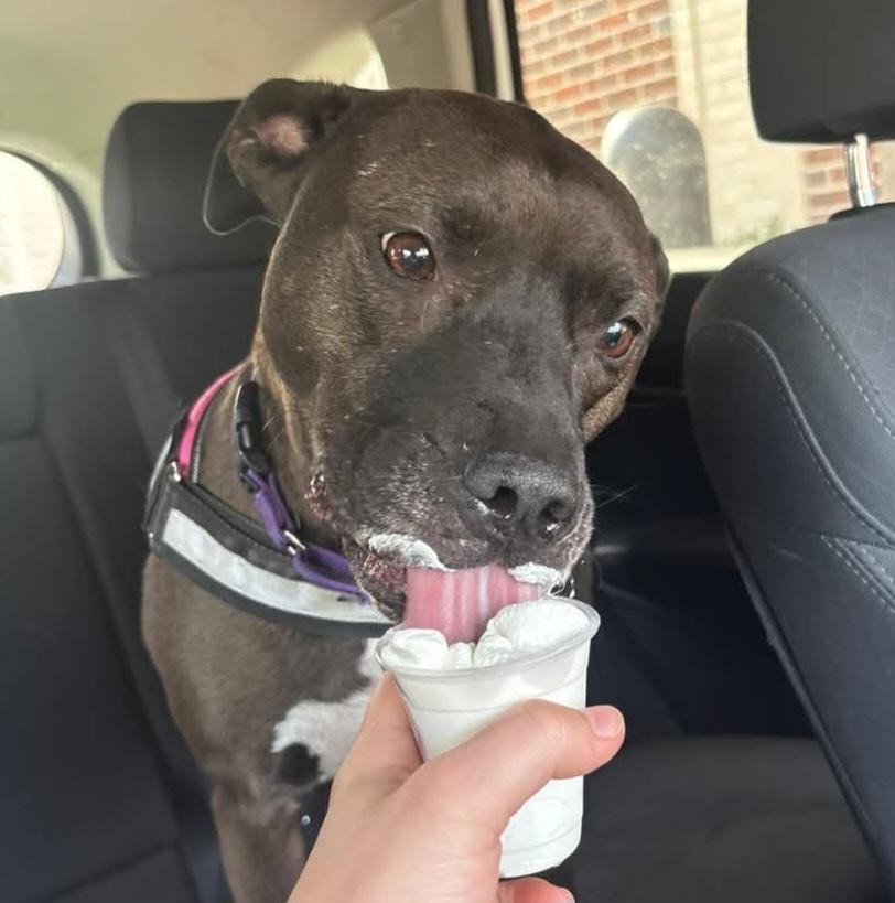 Enlarge Dayton, a Adoptable Labrador Retriever in Roswell, GA image 2/3