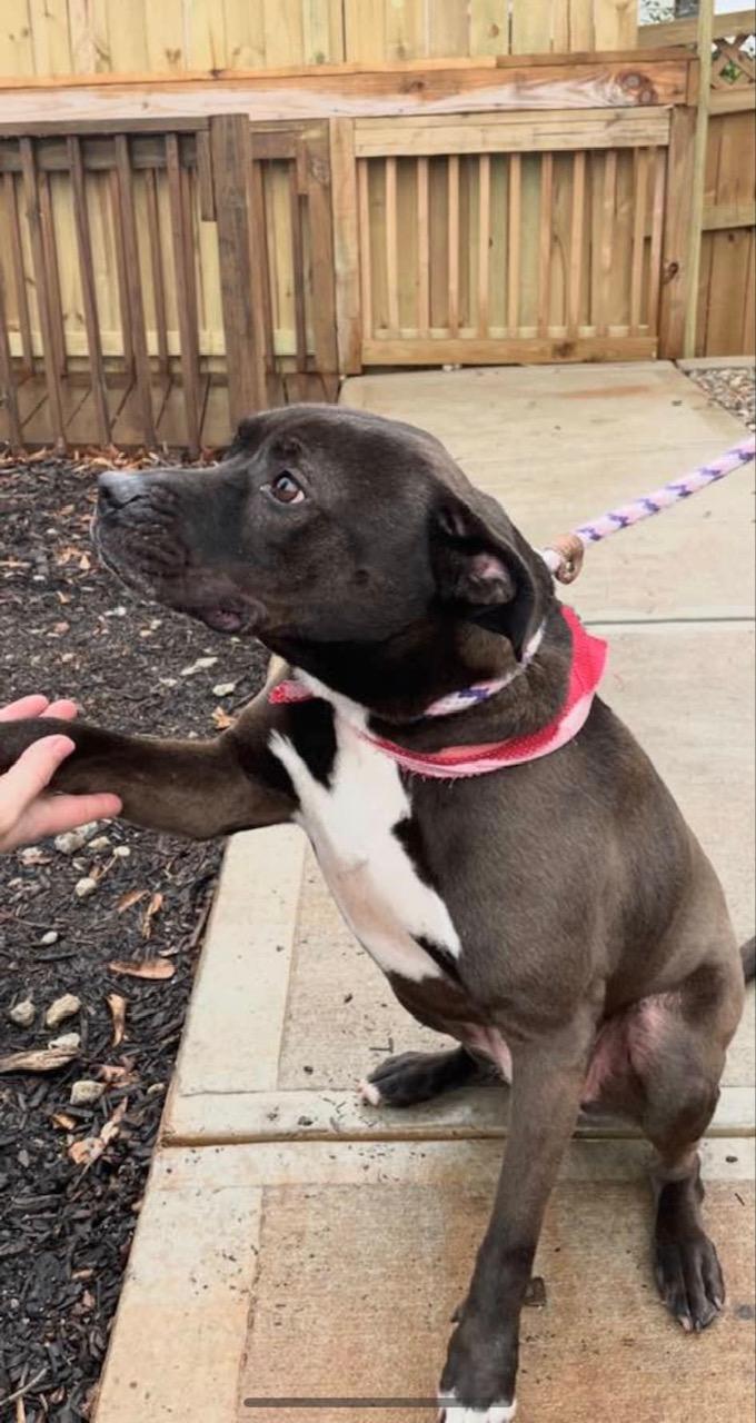 Dayton, a Adoptable Labrador Retriever in Roswell, GA image 3/3