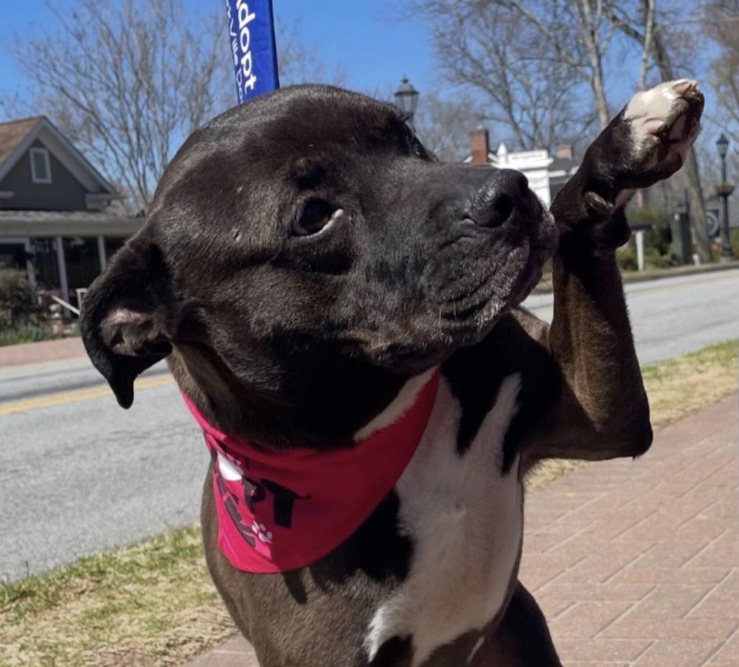 Dayton, Adoptable, Adult Female Labrador Retriever.