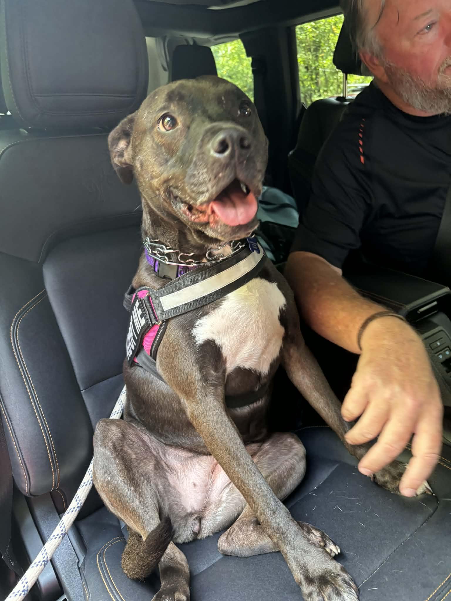 Enlarge Dayton (a/k/a Daytona), a Adoptable mixed breed in Roswell, GA image 5/6